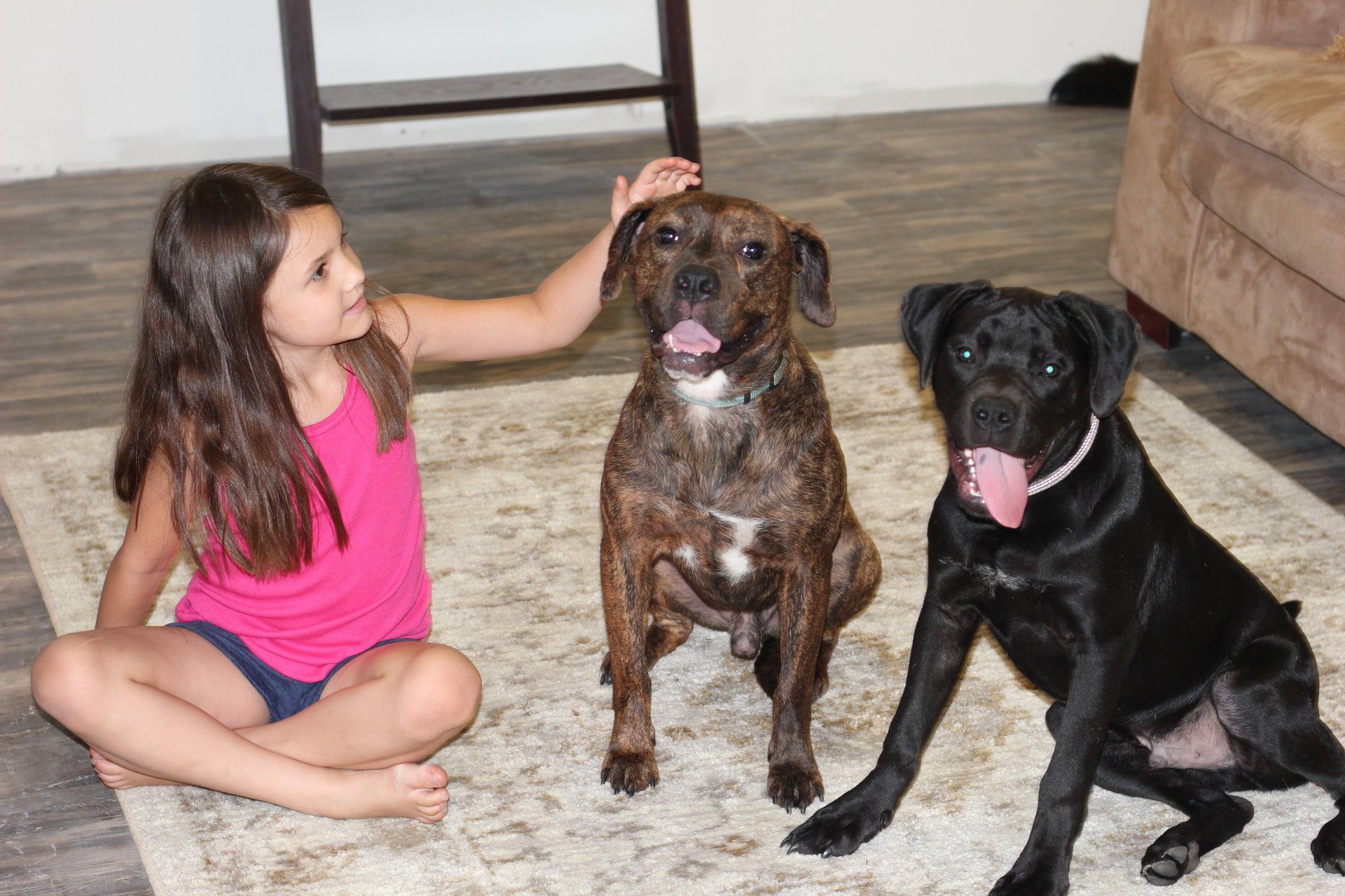 Girl sitting on rug petting a brindle dog beside a black dog in a living room
