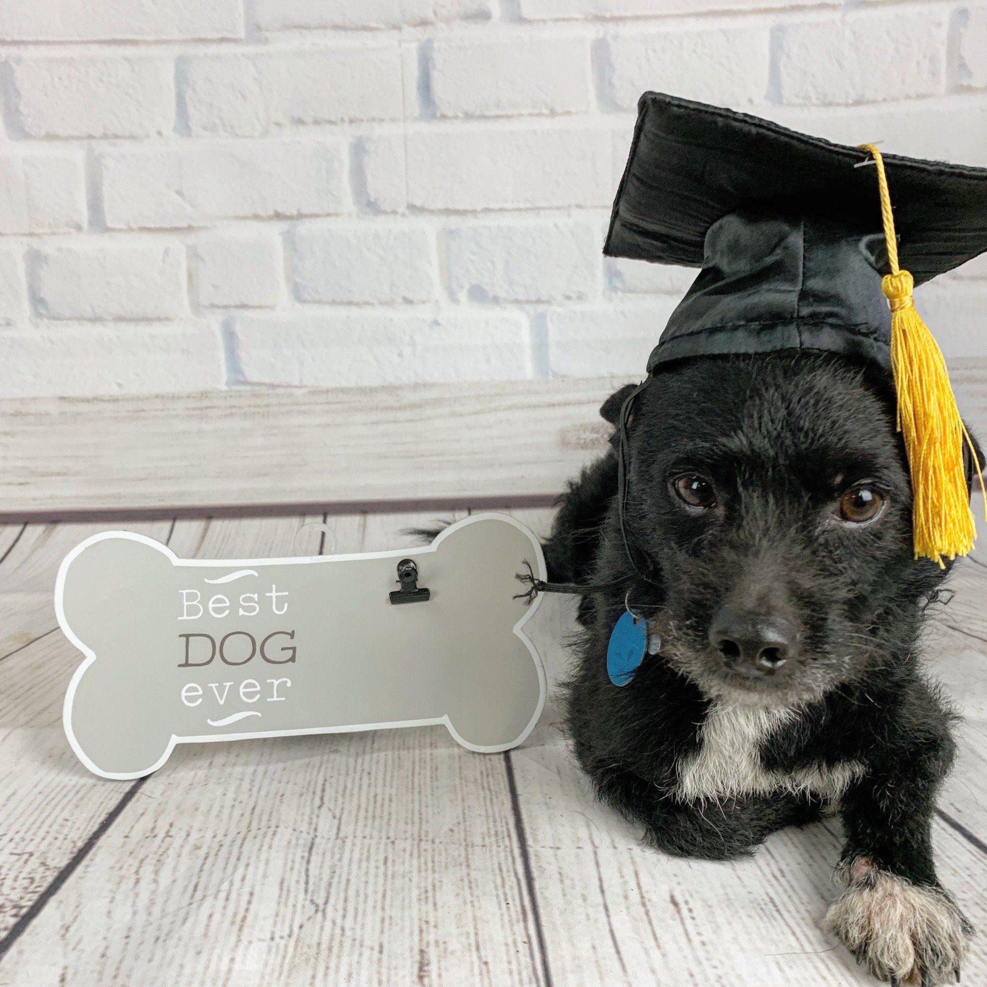 Black dog in graduation cap beside a sign that says “Best DOG ever”