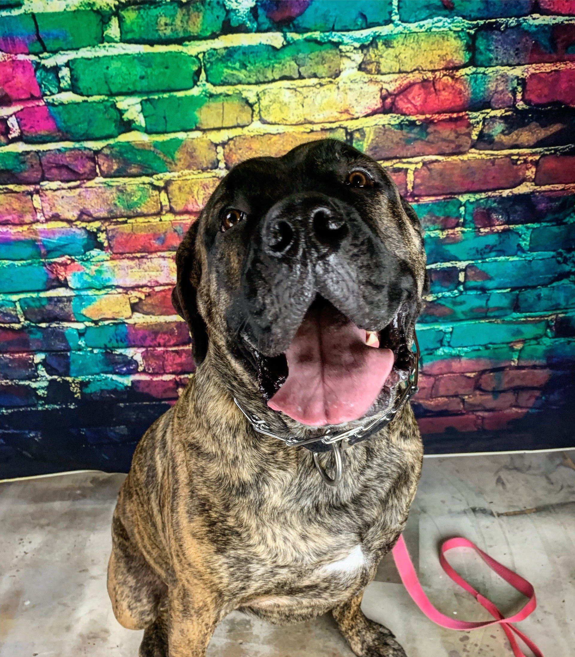 Brindle dog with open mouth sits in front of a colorful brick wall beside a pink leash