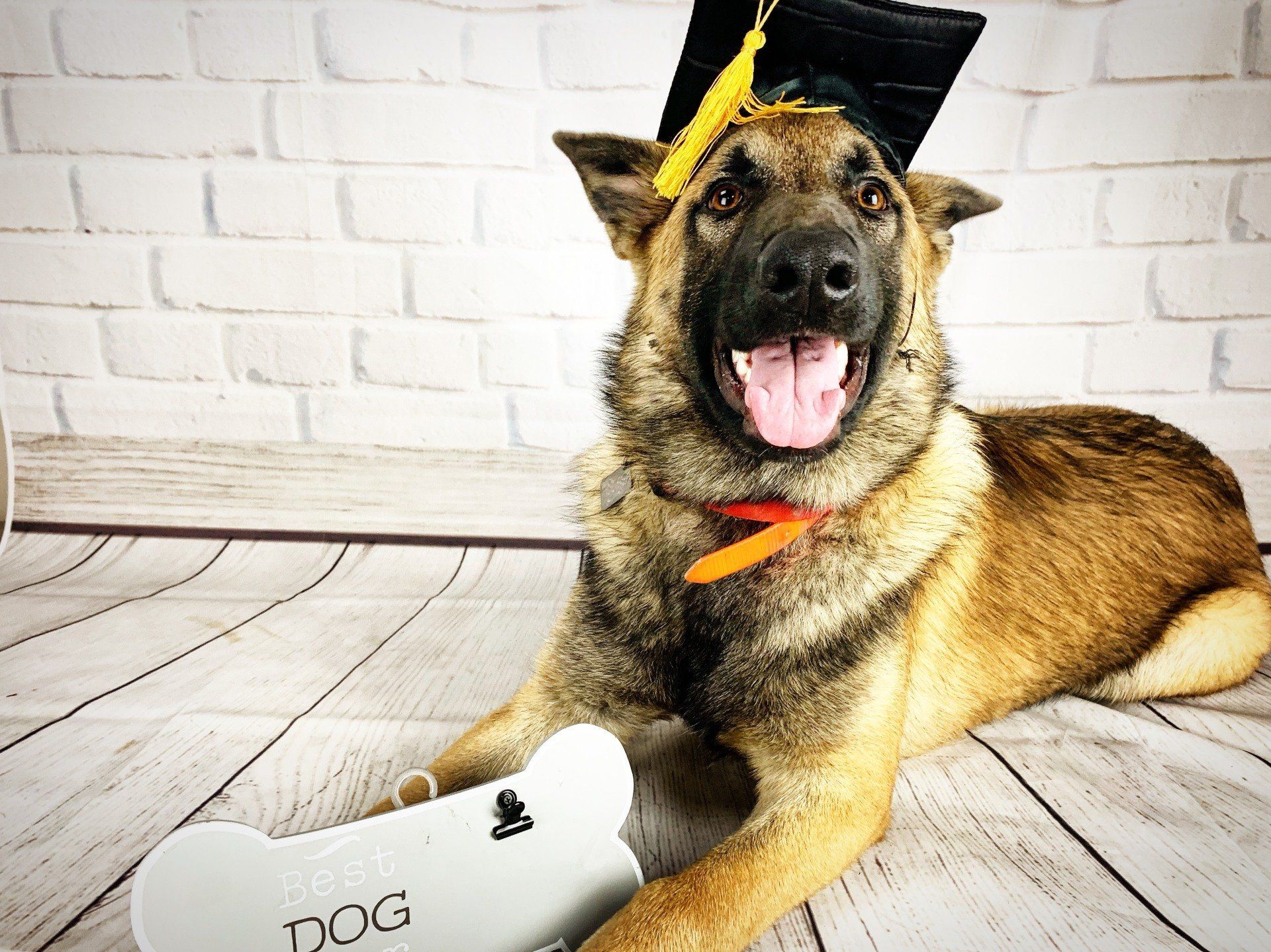 Dog in a graduation cap and bow tie lying on a wooden floor with a diploma scroll