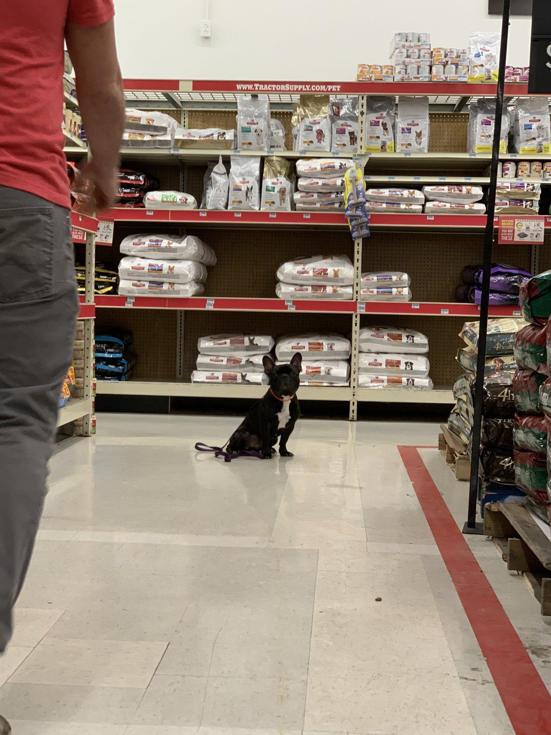Black dog sitting in a store aisle beside shelves of pet supplies, with a person nearby.
