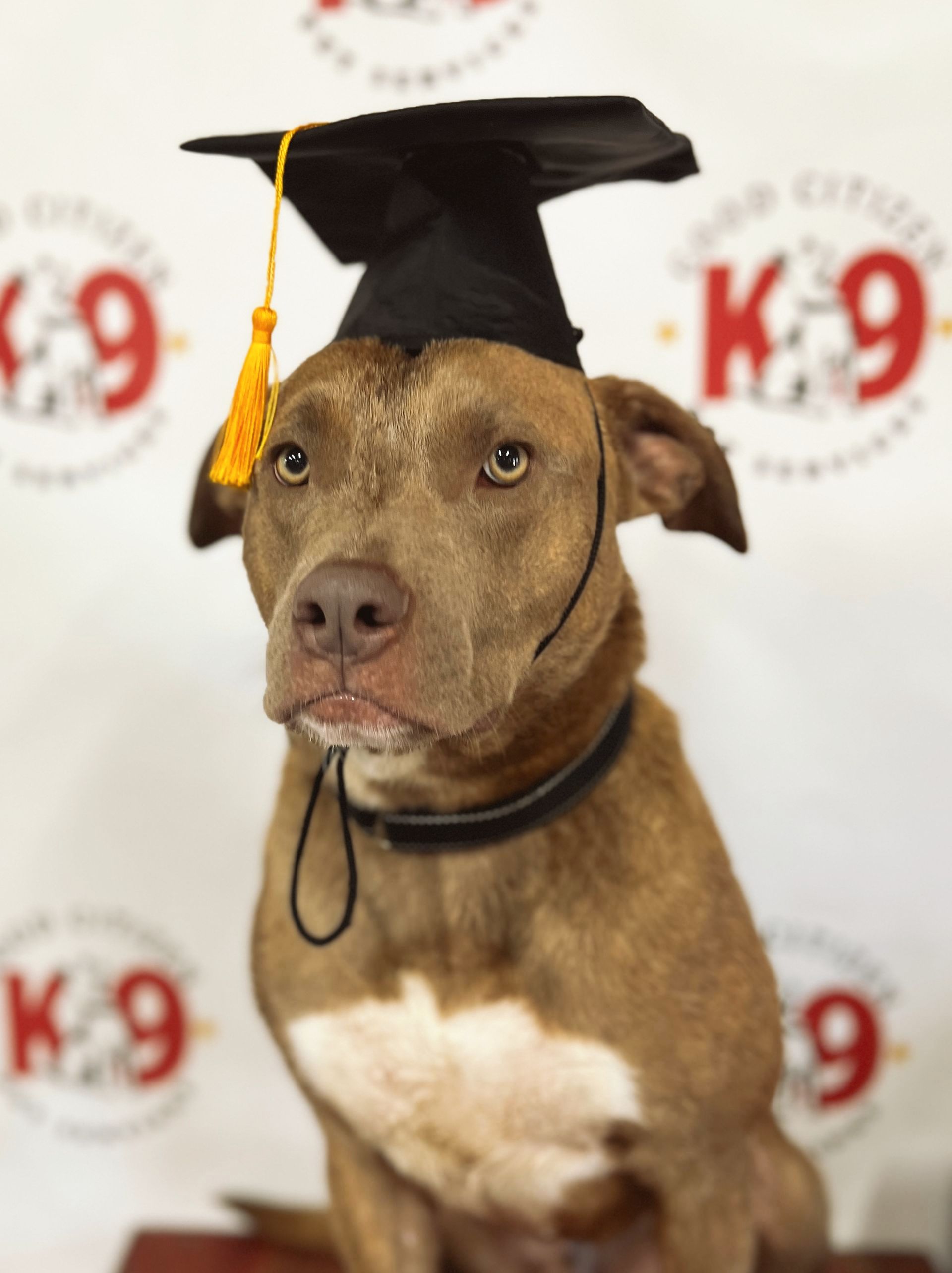 Brown dog wearing a graduation cap and collar in front of a K9 backdrop
