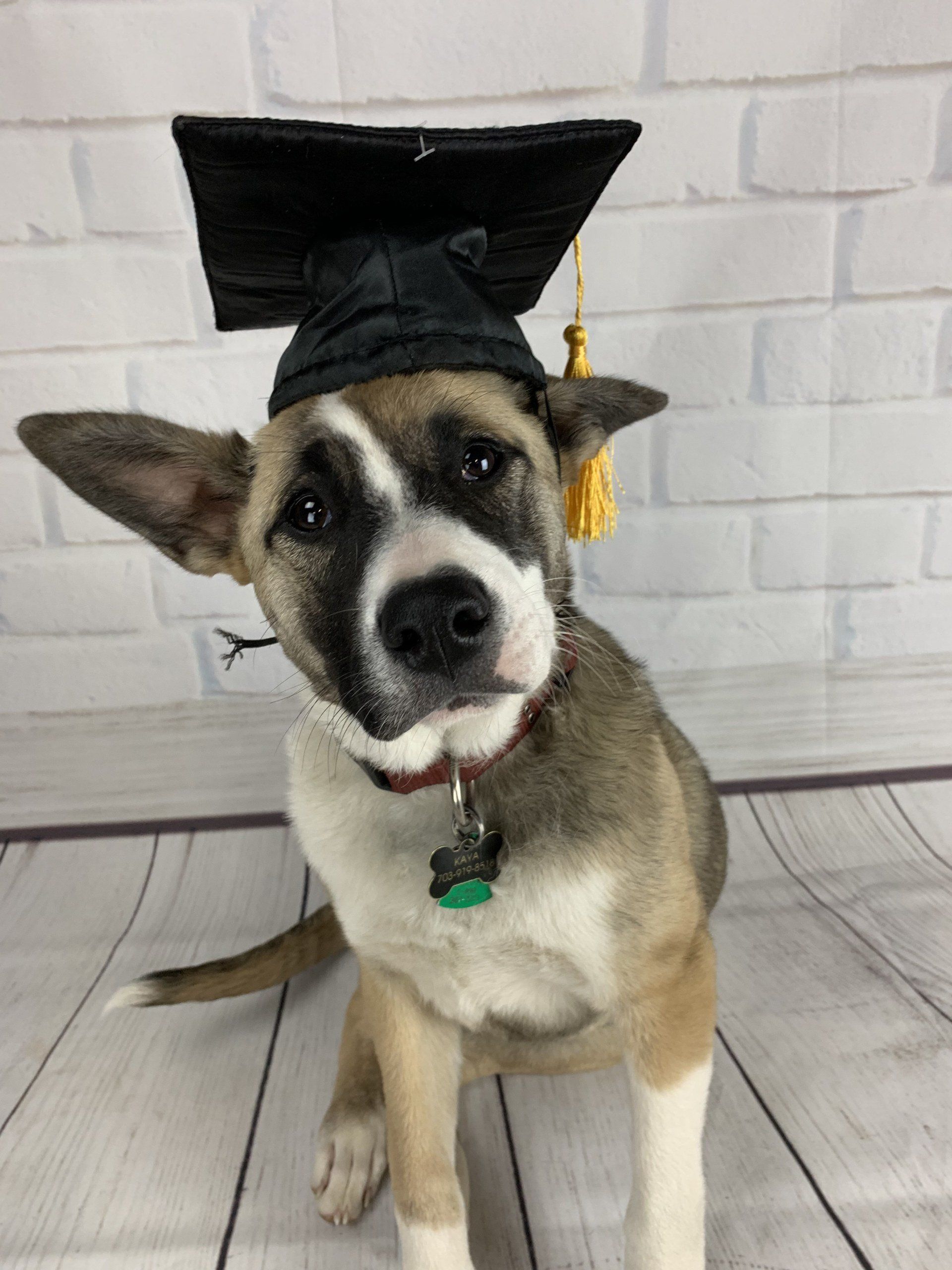 Dog wearing a graduation cap and green tag, sitting against a white brick wall.