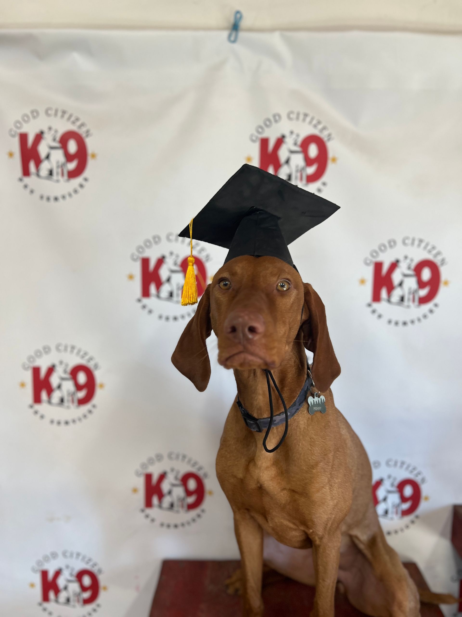Brown dog wearing a graduation cap in front of a K9 event backdrop