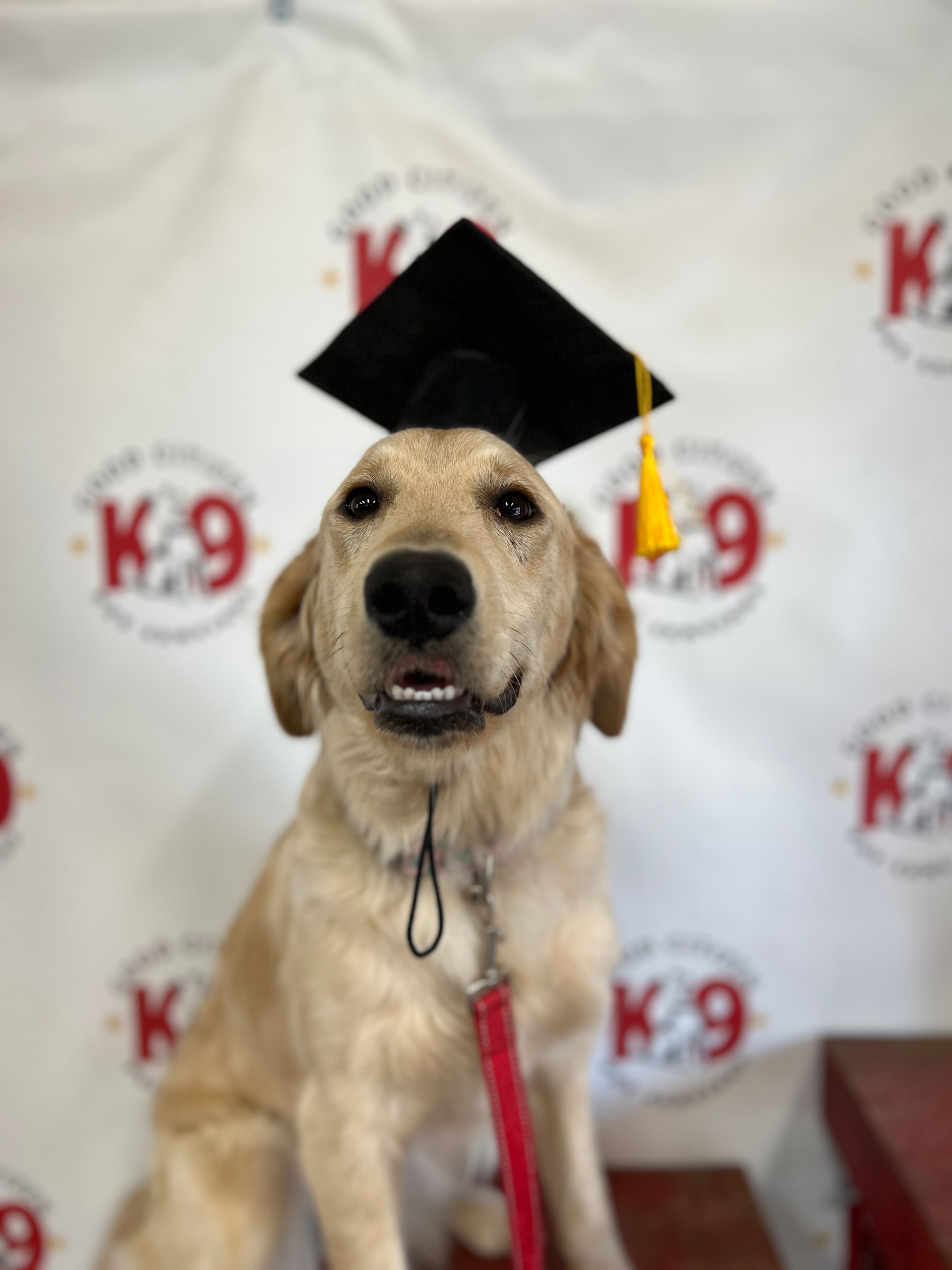 Golden retriever wearing a graduation cap and red ribbon, posing in front of a K-9 backdrop.