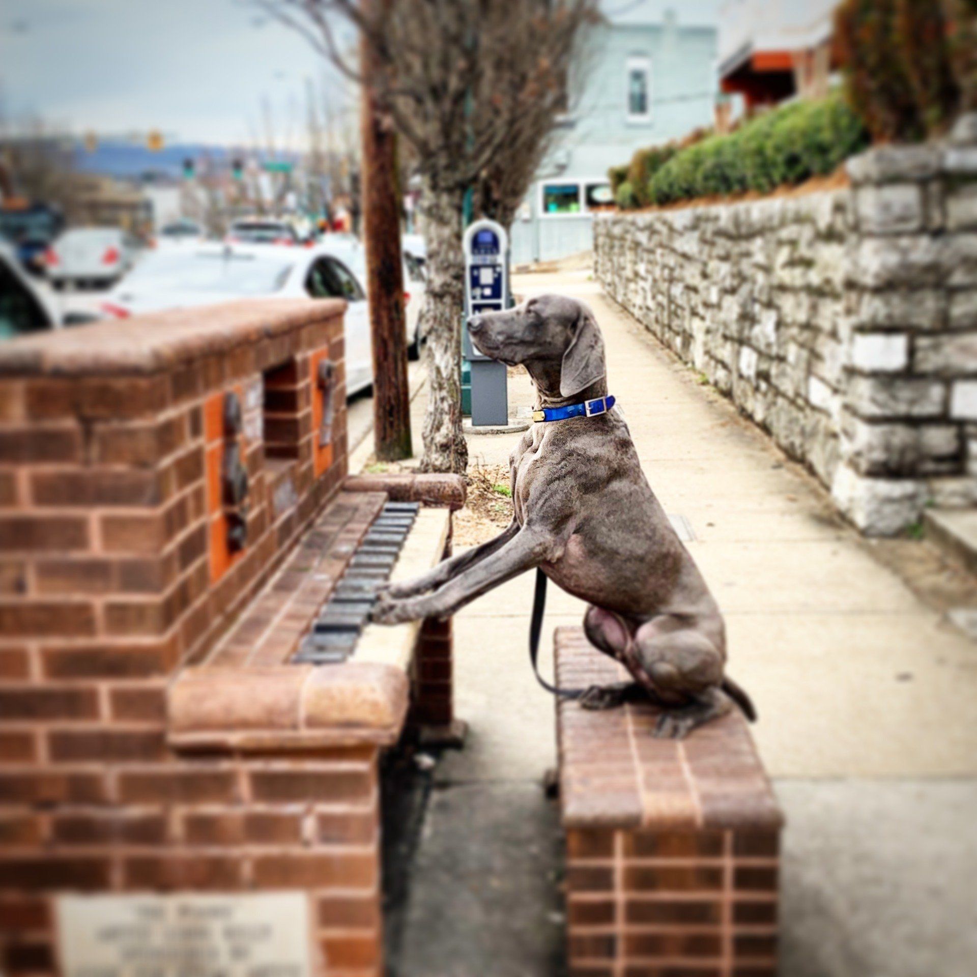 Gray dog sits on a brick bench, waiting at a sidewalk parking meter beside a stone wall.