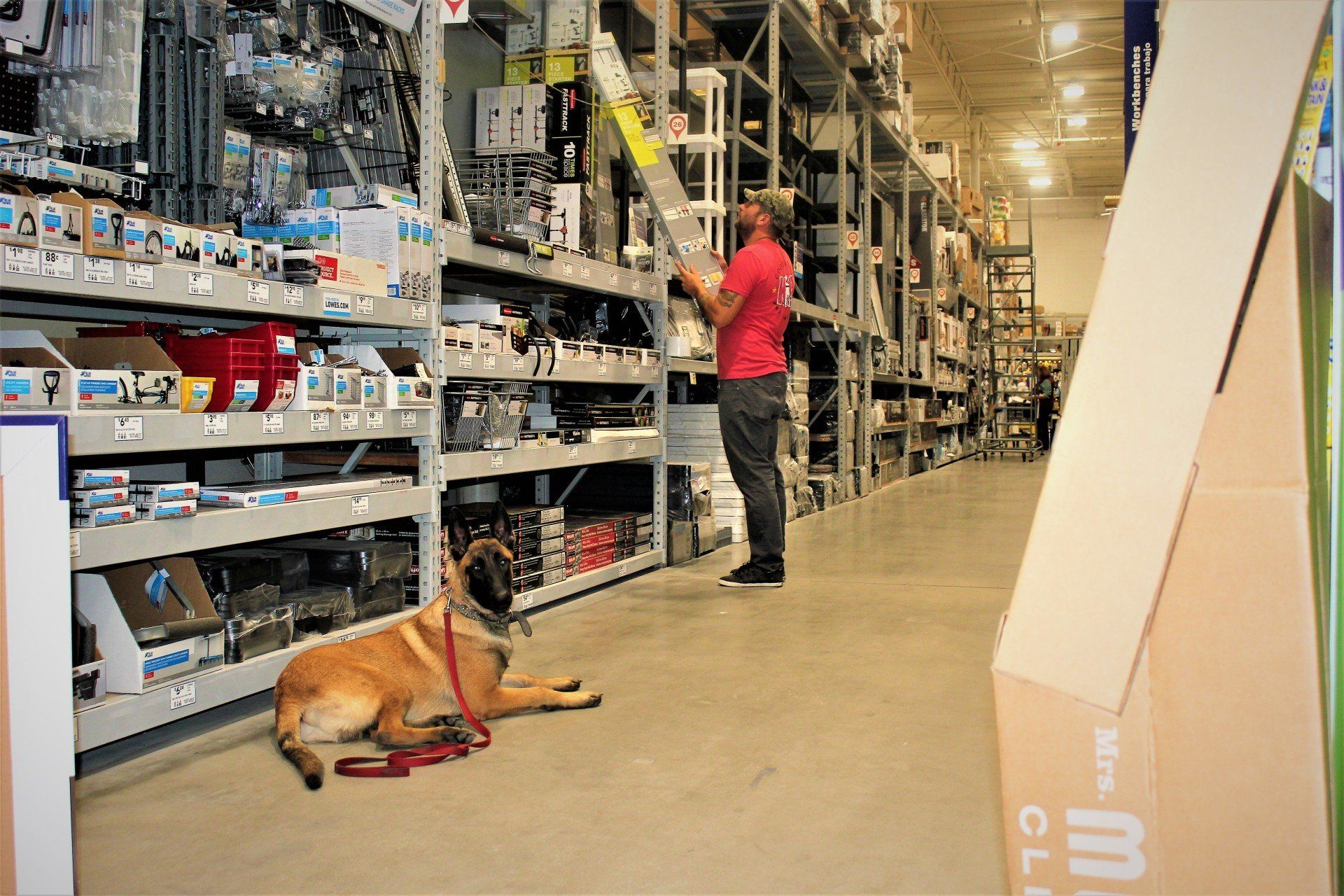 Person stocking shelves in a warehouse aisle with a tan dog lying on the floor.