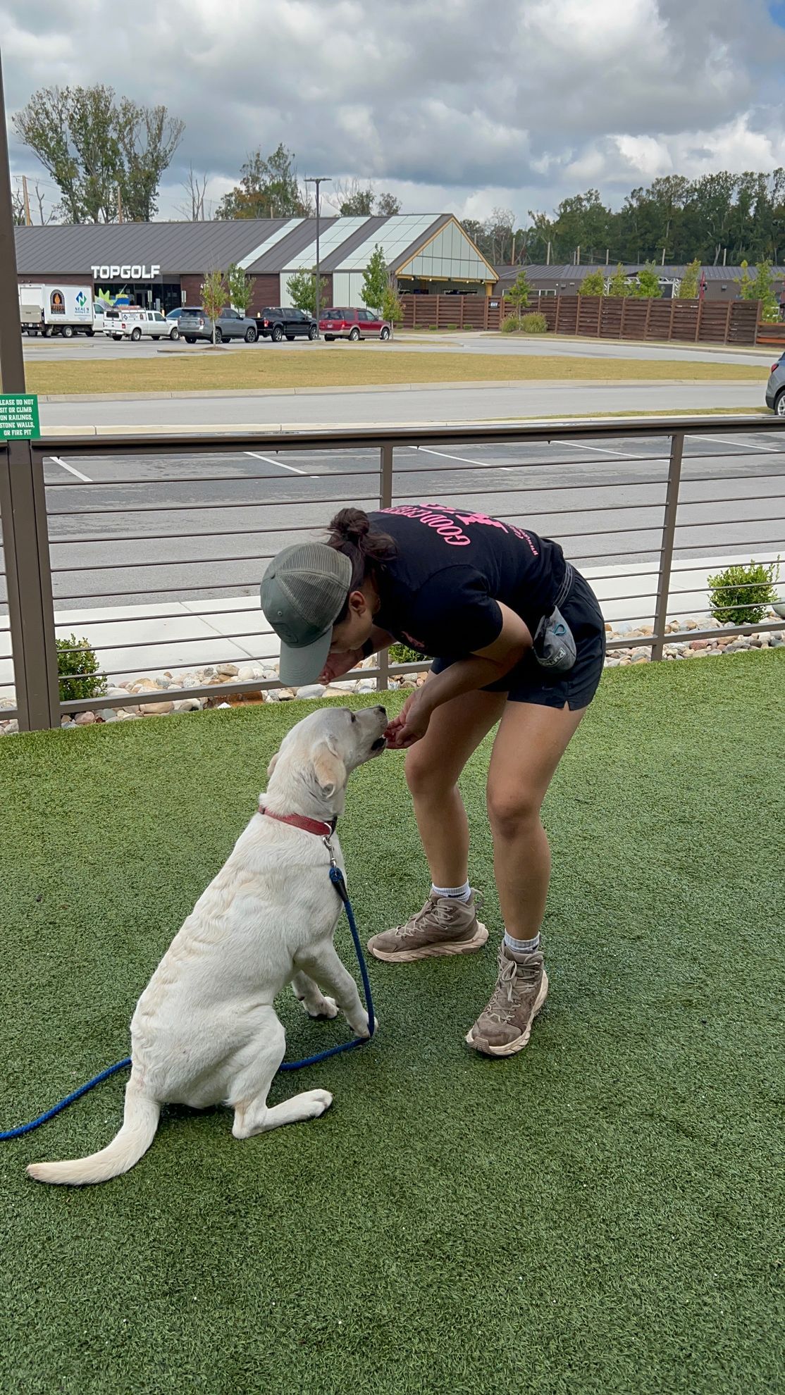 Person crouches to pet a white dog on green turf near a waterfront and buildings.