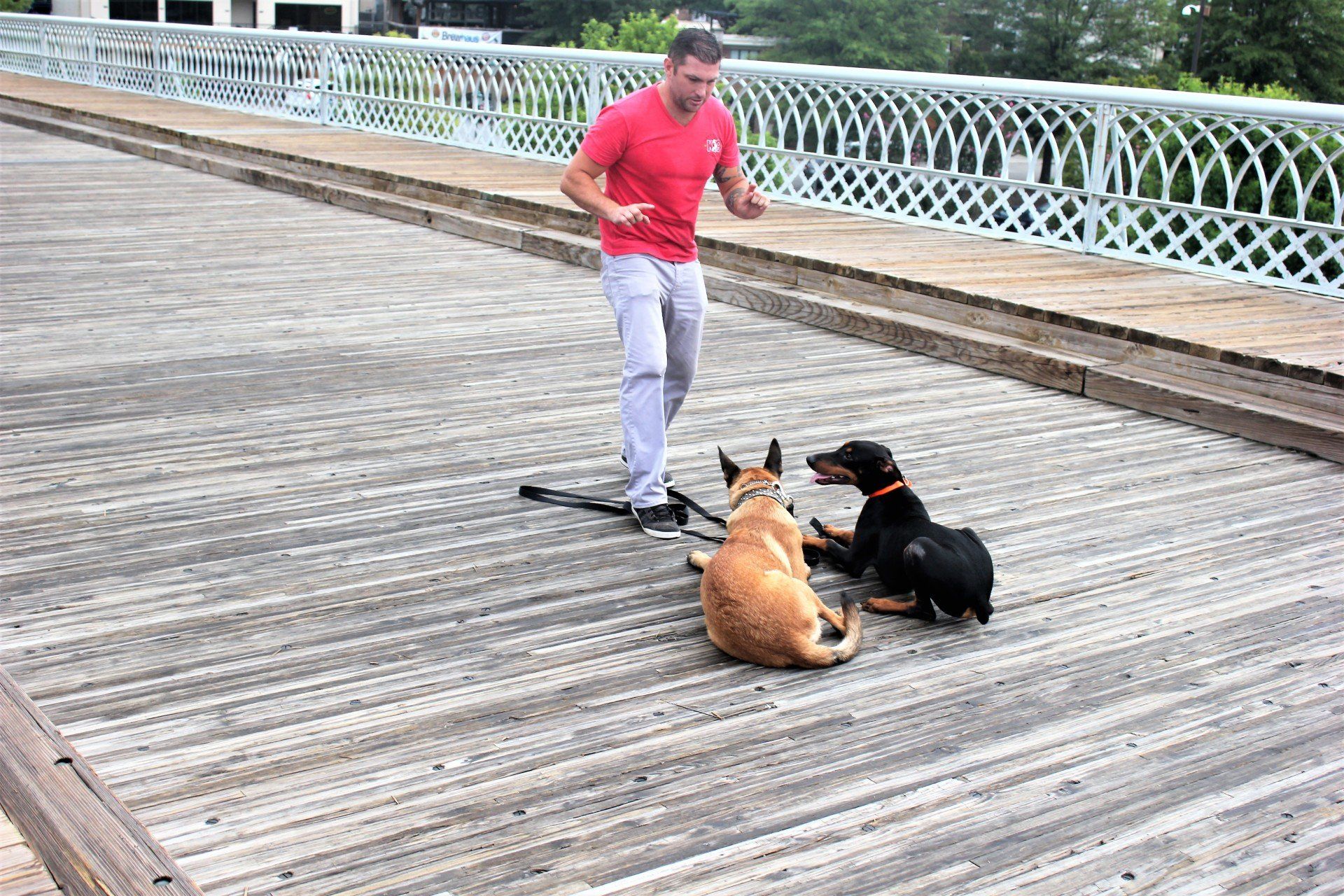 Man in red shirt stands on a wooden bridge facing two seated dogs, one tan and one black.