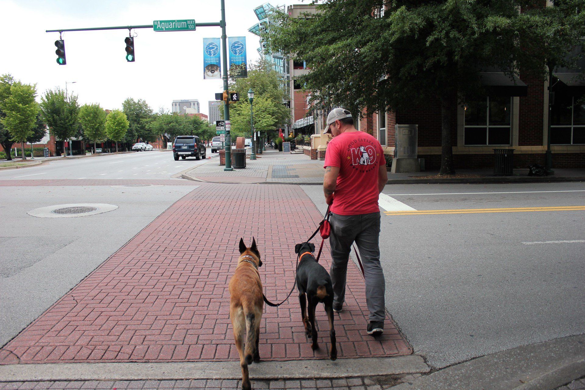 Person in red shirt walking two dogs across a city street at an intersection.