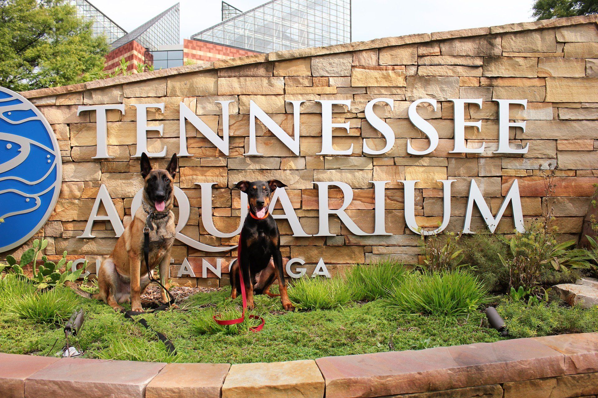 Dog in front of Tennessee Aquarium sign with a blue sea-life logo and brick wall background