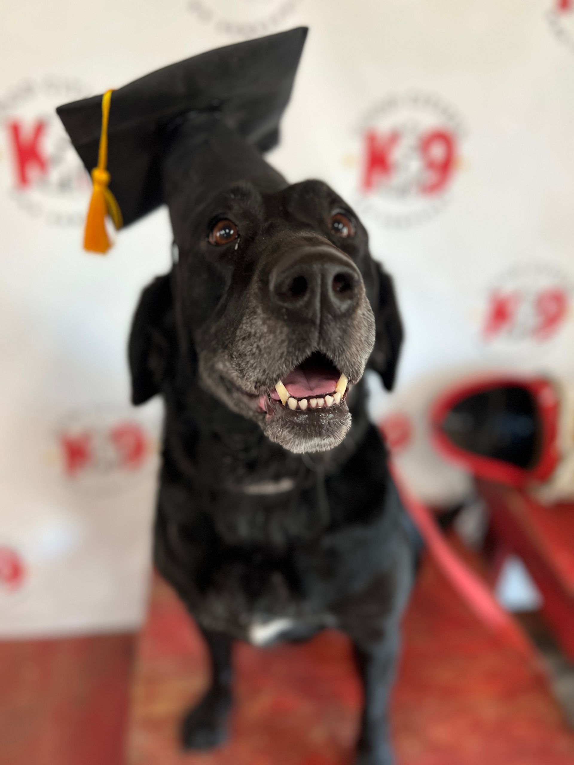 Black dog wearing a graduation cap, sitting on a red floor in front of a K9 backdrop.