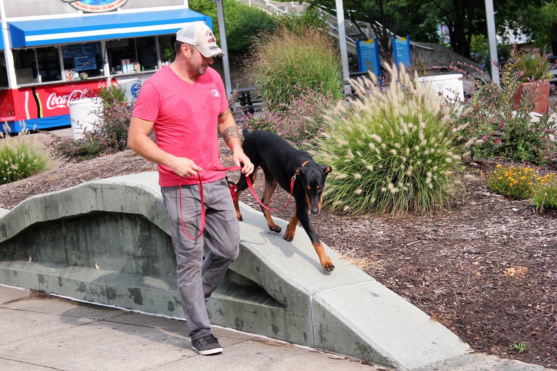 Man in pink shirt walking a black-and-tan dog down a concrete ramp beside a garden and sidewalk