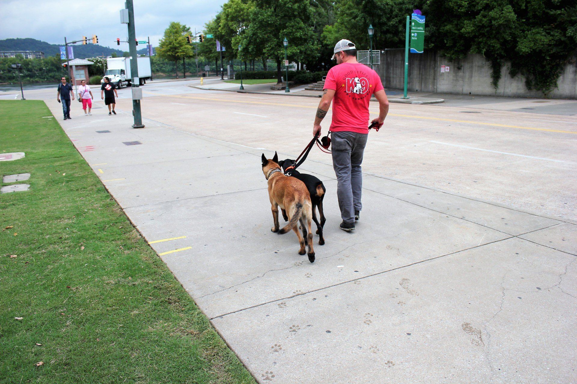Person walking two dogs on a leash along a wide sidewalk near a grassy park