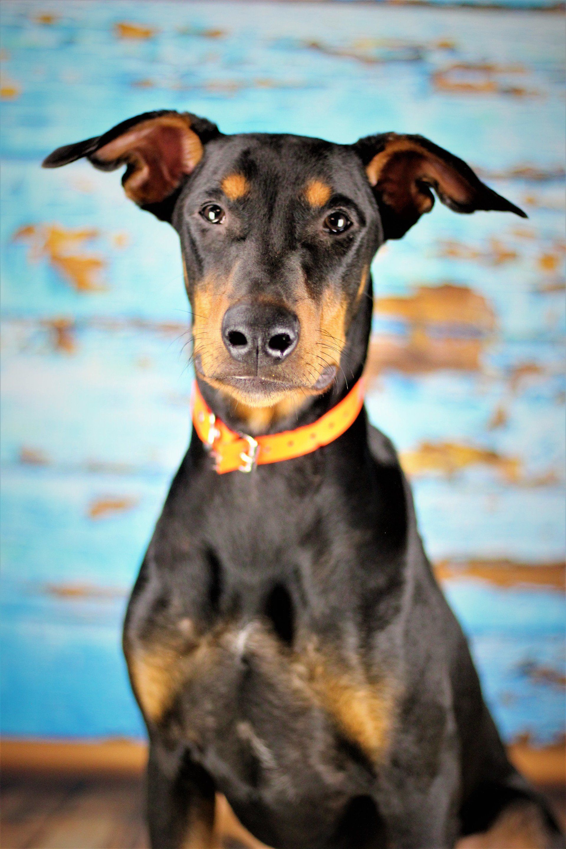 Black-and-tan dog with an orange collar, sitting against a weathered blue background.
