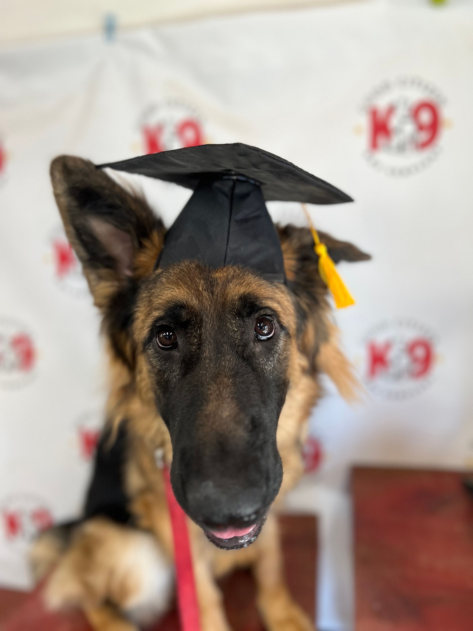 German Shepherd wearing a graduation cap, looking at the camera with a K9 backdrop