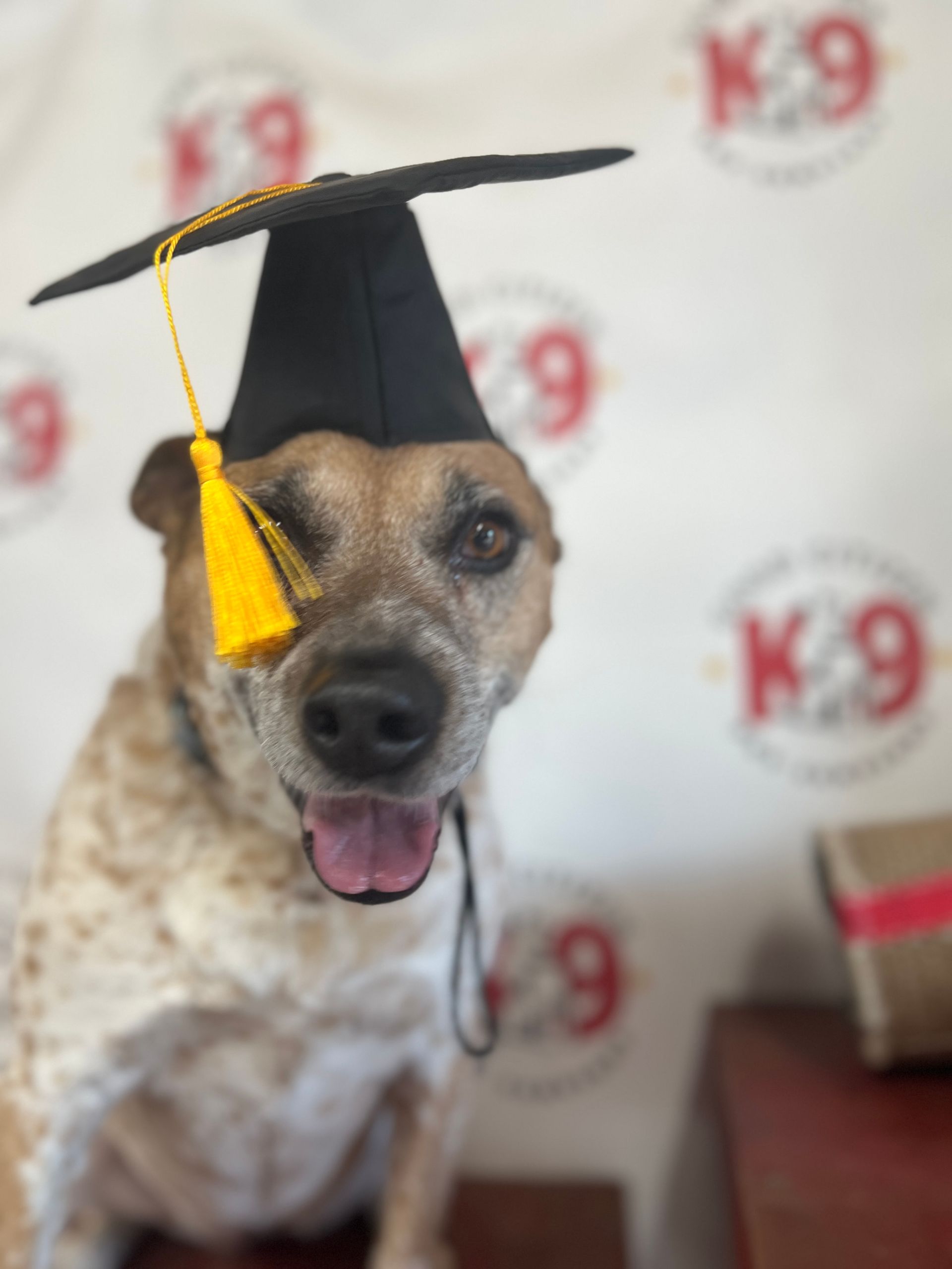 Dog wearing a graduation cap, smiling indoors with a K-9 backdrop