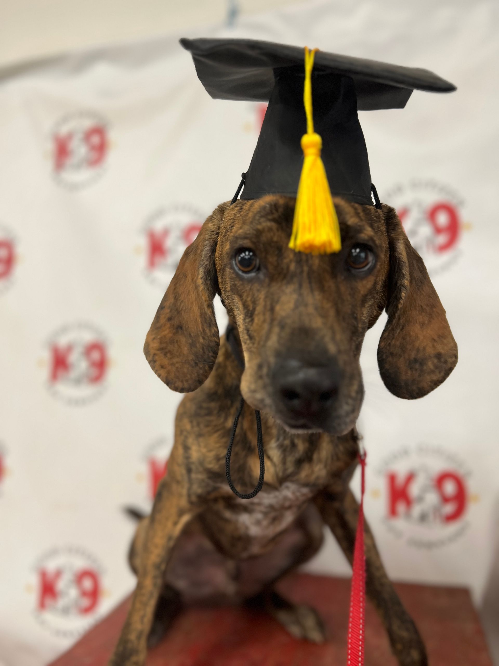 Brown dachshund wearing a graduation cap with yellow tassel, sitting in front of a K-9 backdrop