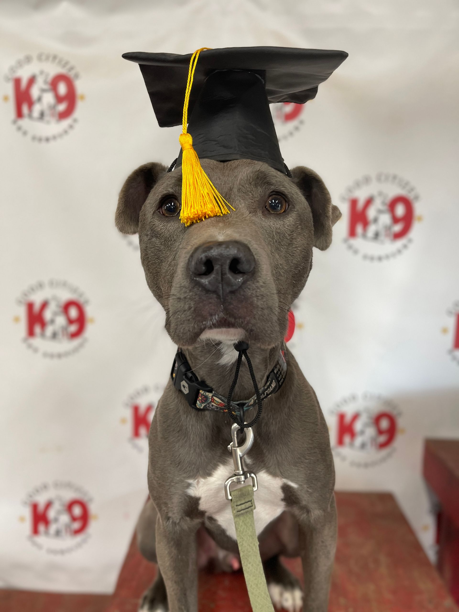 Gray dog wearing a graduation cap, sitting in front of a K-9 backdrop