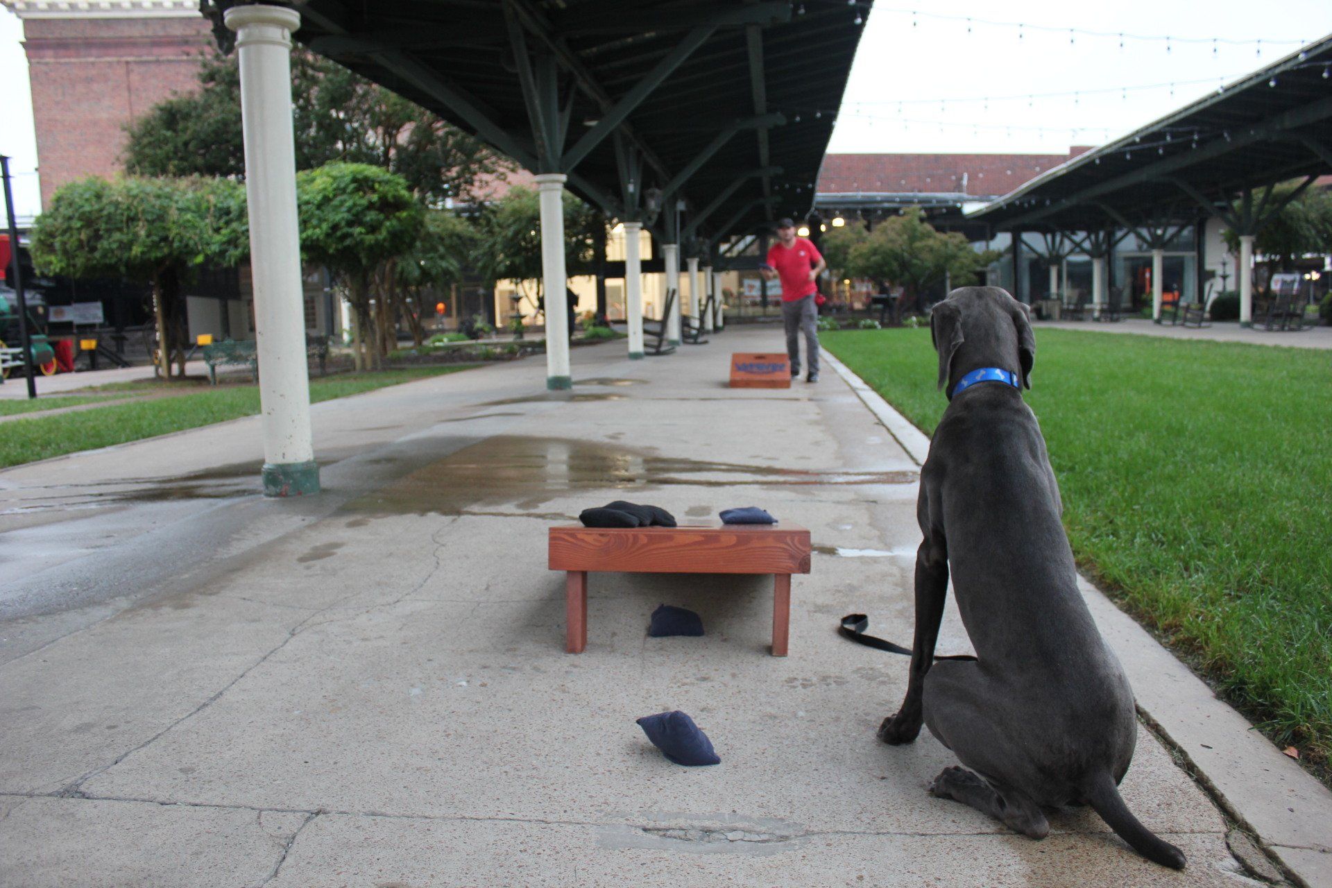 Black dog on a leash sits on a sidewalk under an overpass, near a small hurdle and grassy field.