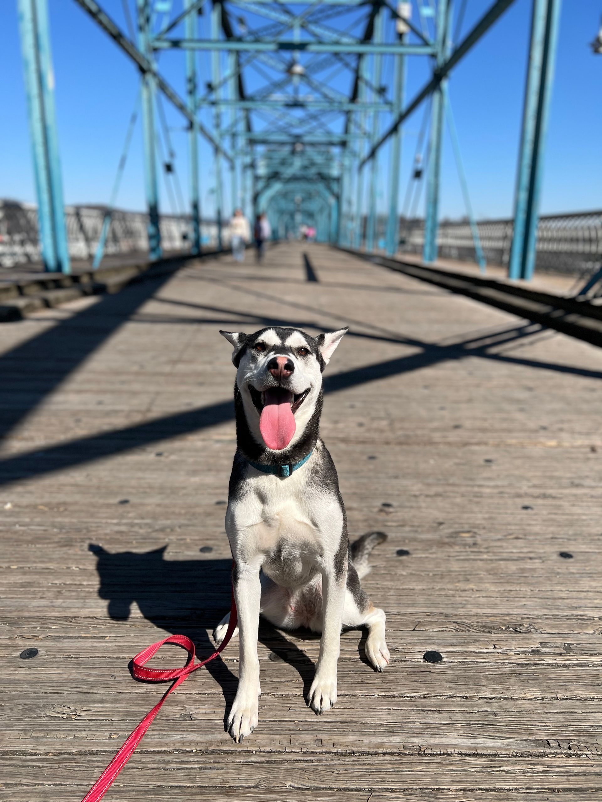 Small black-and-white dog sitting on a wooden bridge, tongue out, with a red leash in sunlight