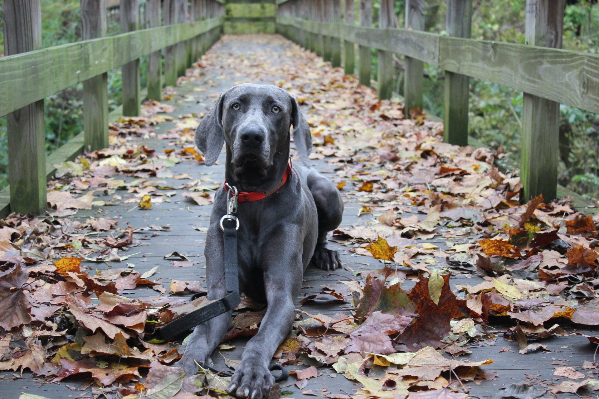 Black dog with a red collar lying on a leaf-covered wooden bridge in a wooded path.