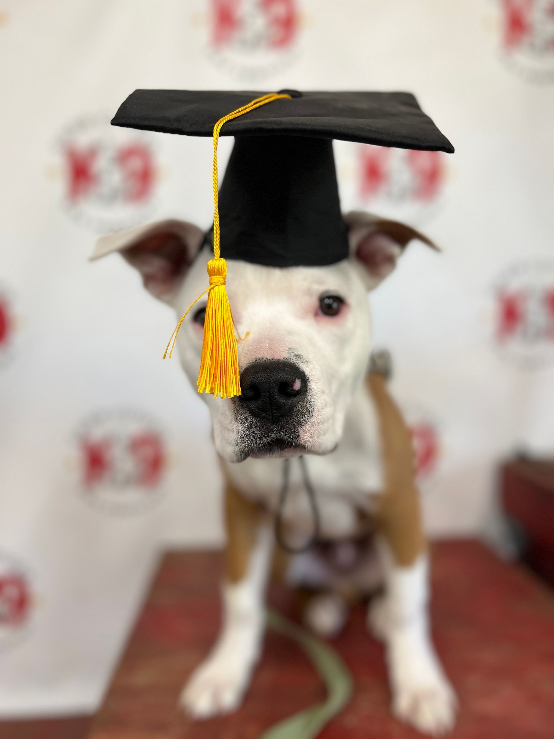 White dog wearing a graduation cap with yellow tassel, sitting against a branded backdrop