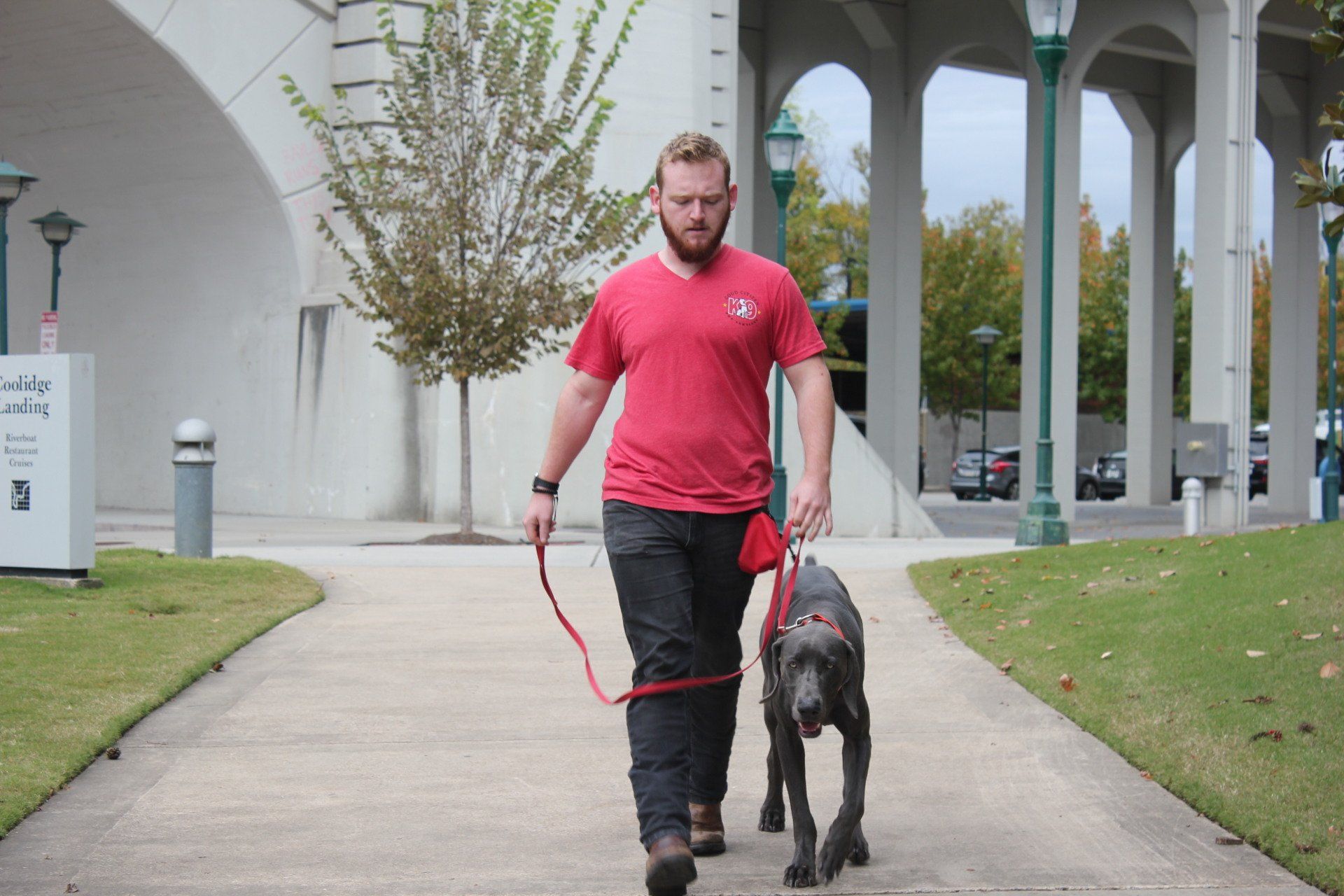 Man walking a large gray dog on a red leash along a covered outdoor walkway