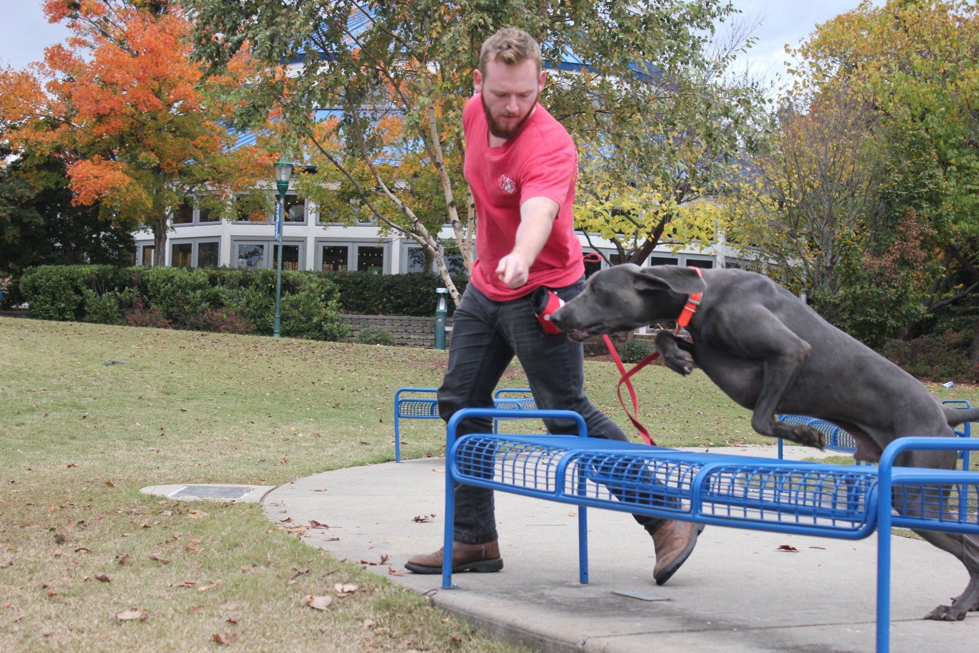 Man in red shirt training two black dogs outdoors on a blue bench in a park