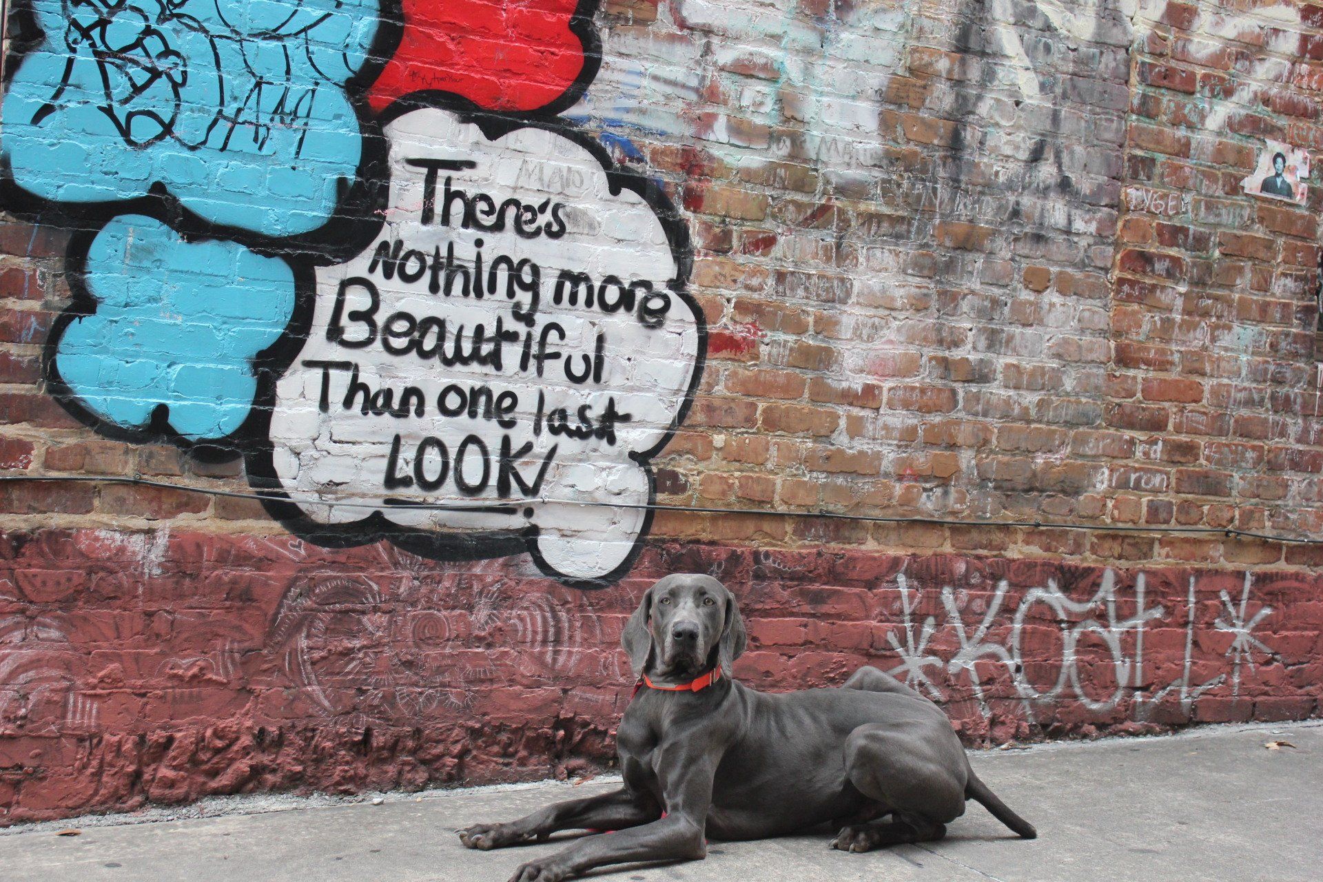 Black dog lying on pavement before graffiti reading, “There’s Nothing more Beautiful Than one last LOOK.”