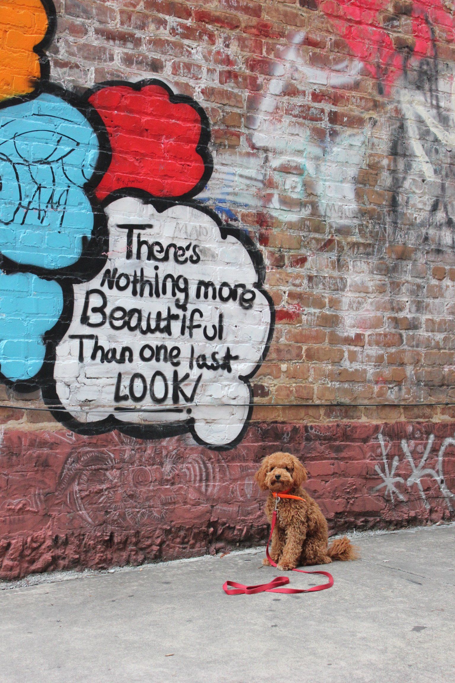 Small brown dog sitting by a graffiti wall with a sign reading “There’s nothing more beautiful than one last LOOK.”