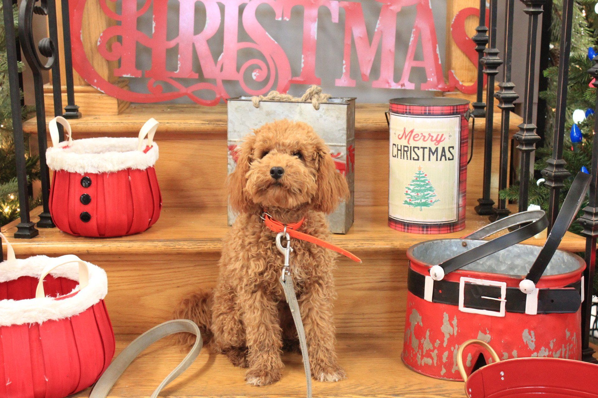 Small curly brown dog sitting in a Christmas display with red-and-white holiday decorations