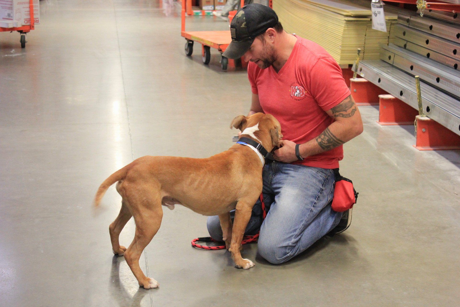 Person kneels on a store aisle floor, petting a brown-and-white dog wearing a harness.