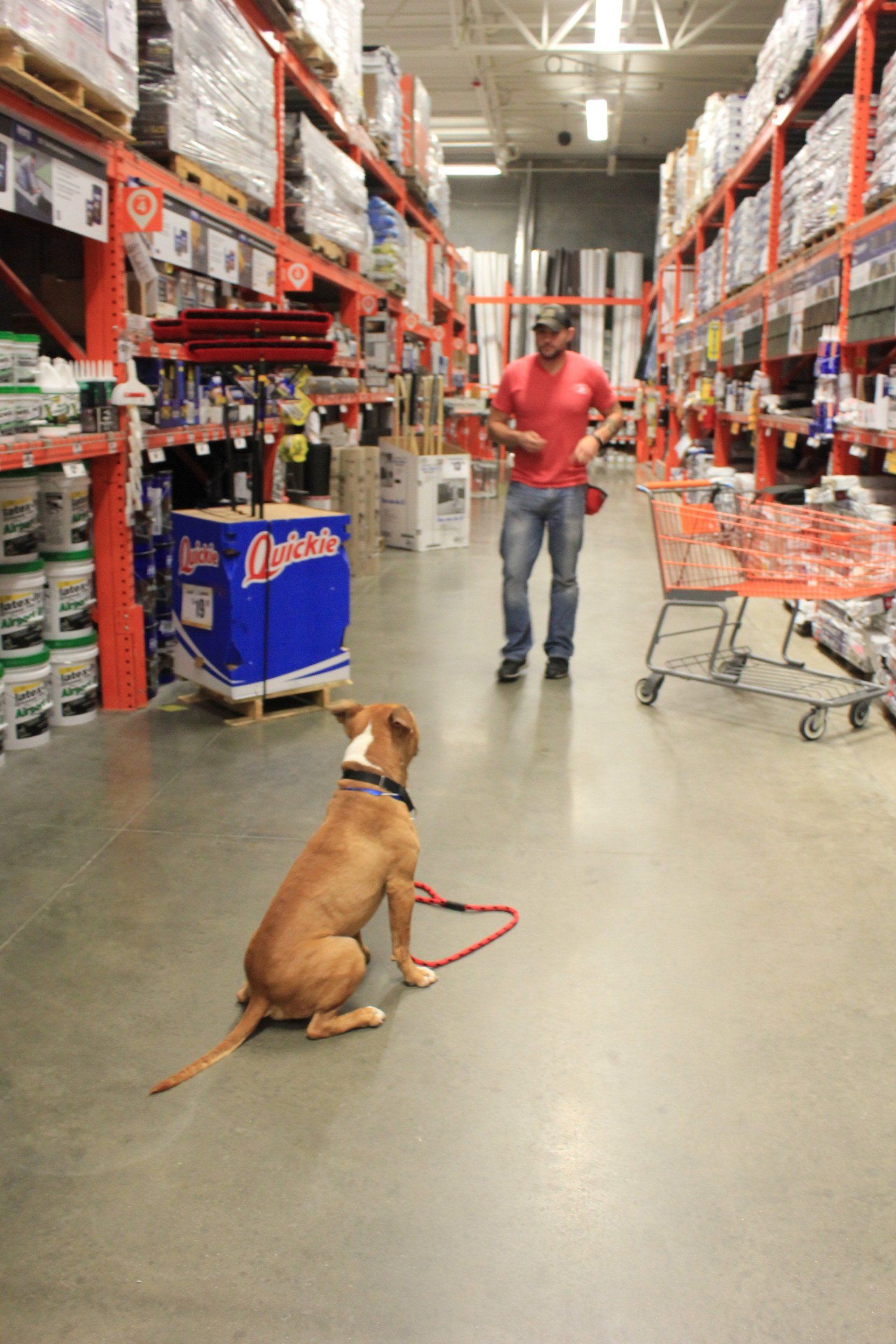 Dog on a leash in a warehouse aisle, facing a person in a red shirt.