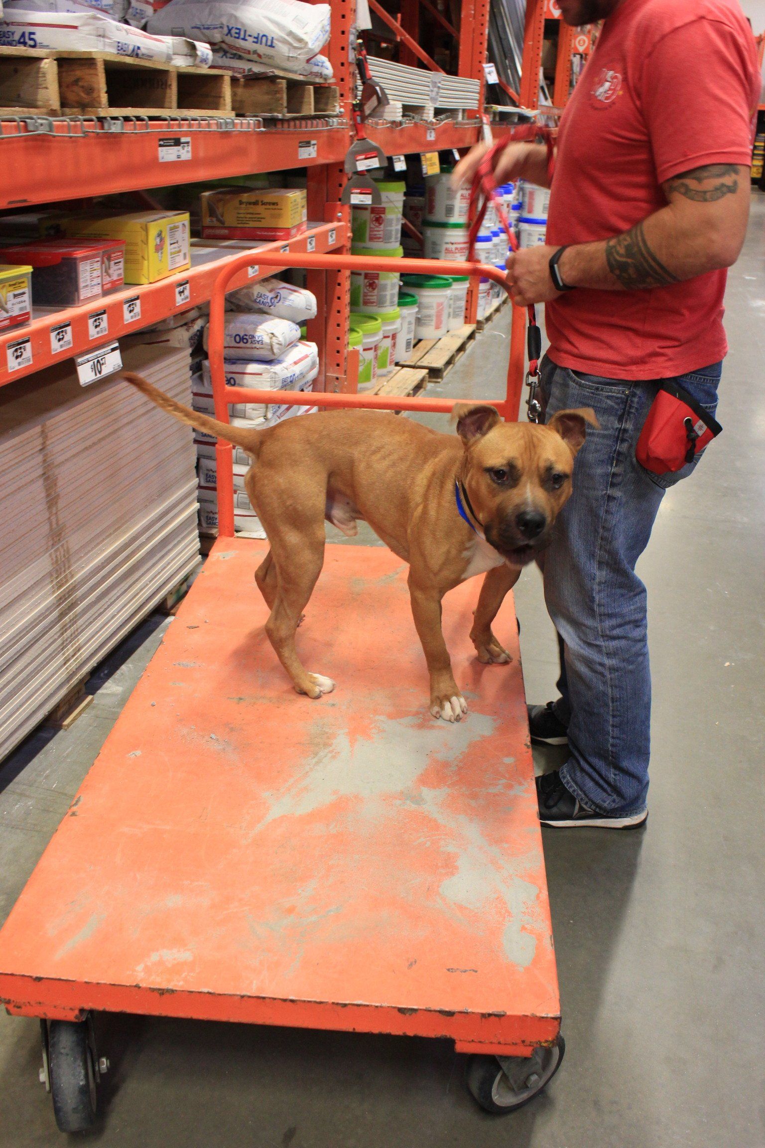Dog standing on an orange cart in a store aisle, held by a person in a red shirt