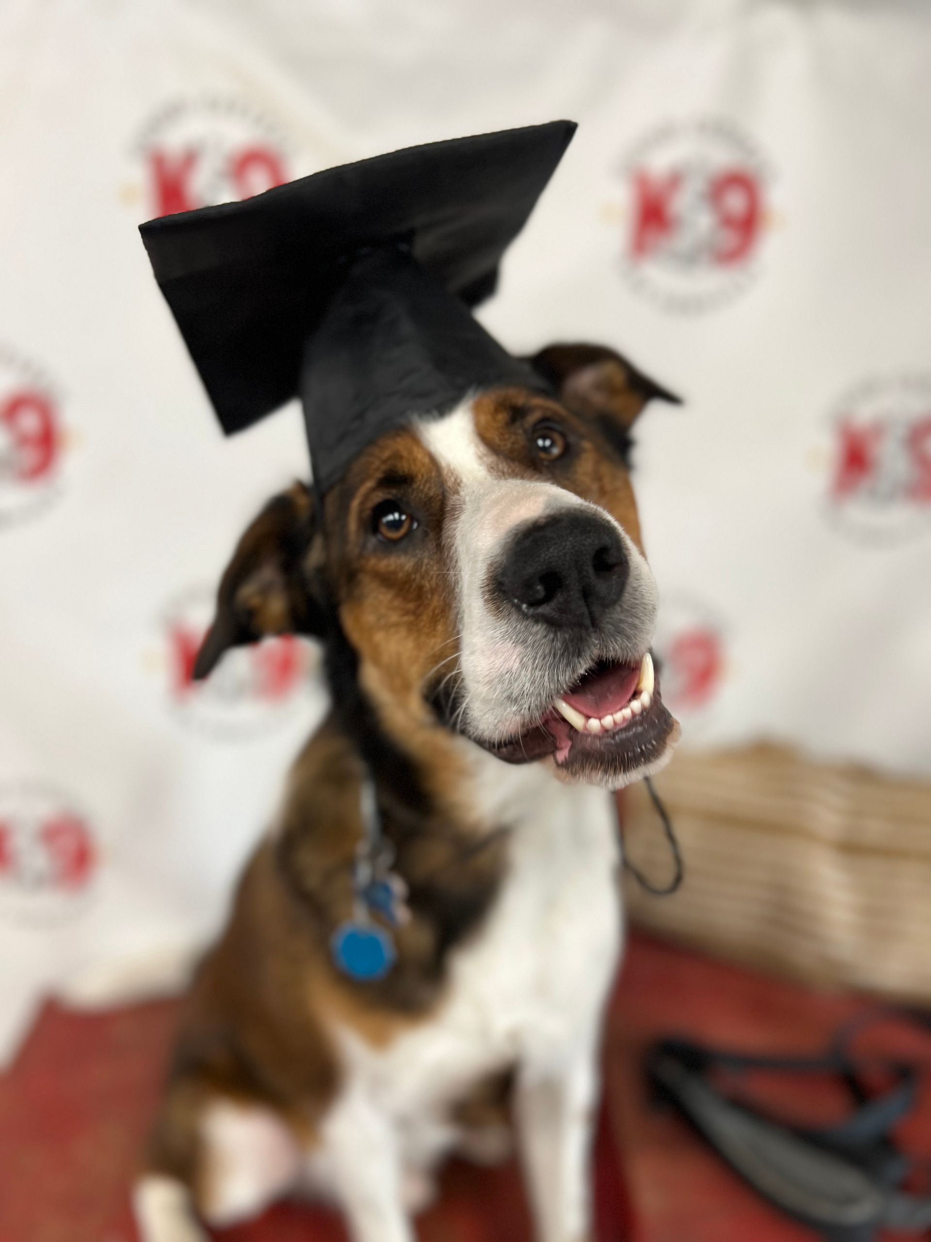 Happy brown-and-black dog wearing a graduation cap at a K9 event backdrop