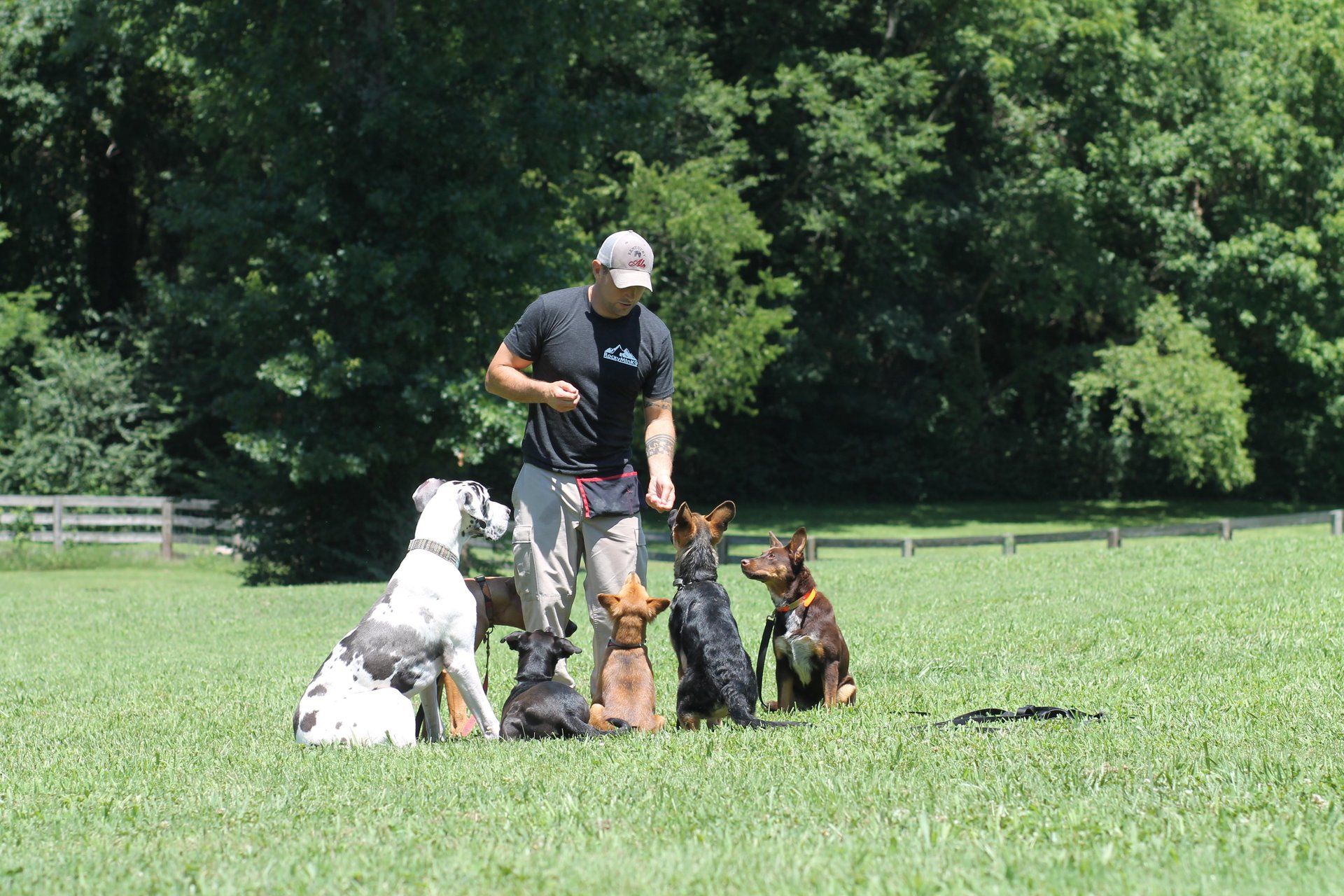 Person training several dogs in a grassy field with trees in the background