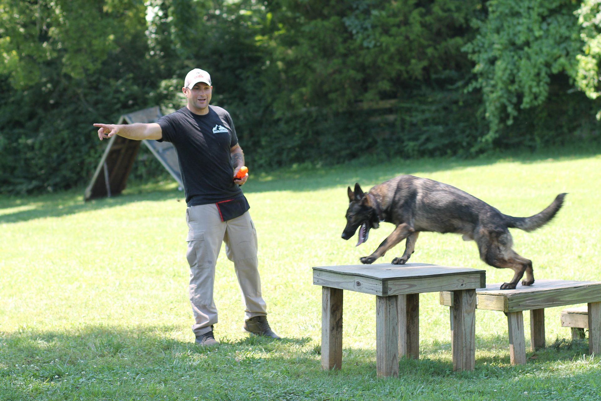 Man training a German shepherd to jump over a bench in a grassy park