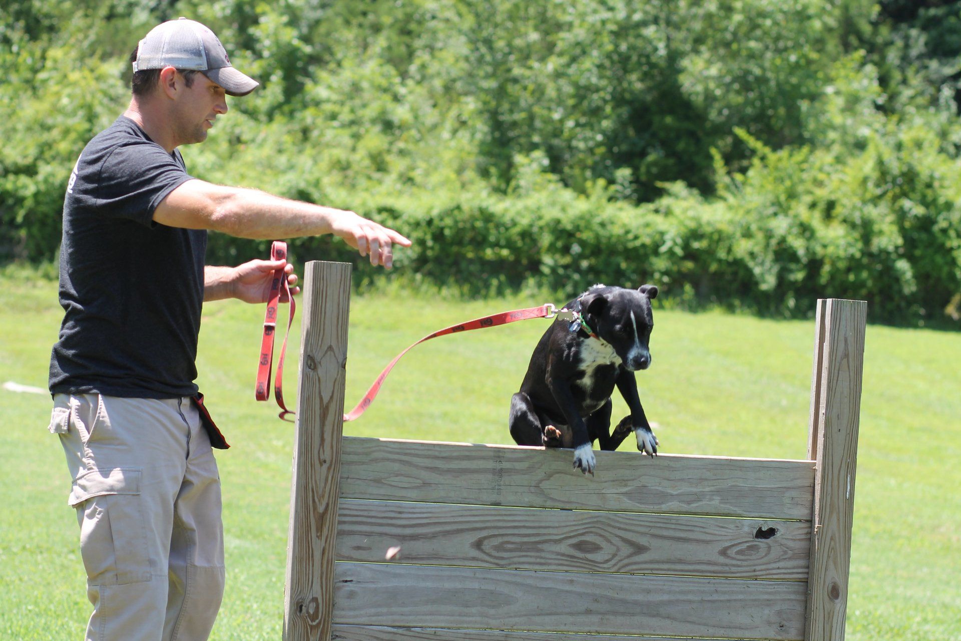 Man training a black dog over a wooden obstacle in a grassy field, with a red leash attached