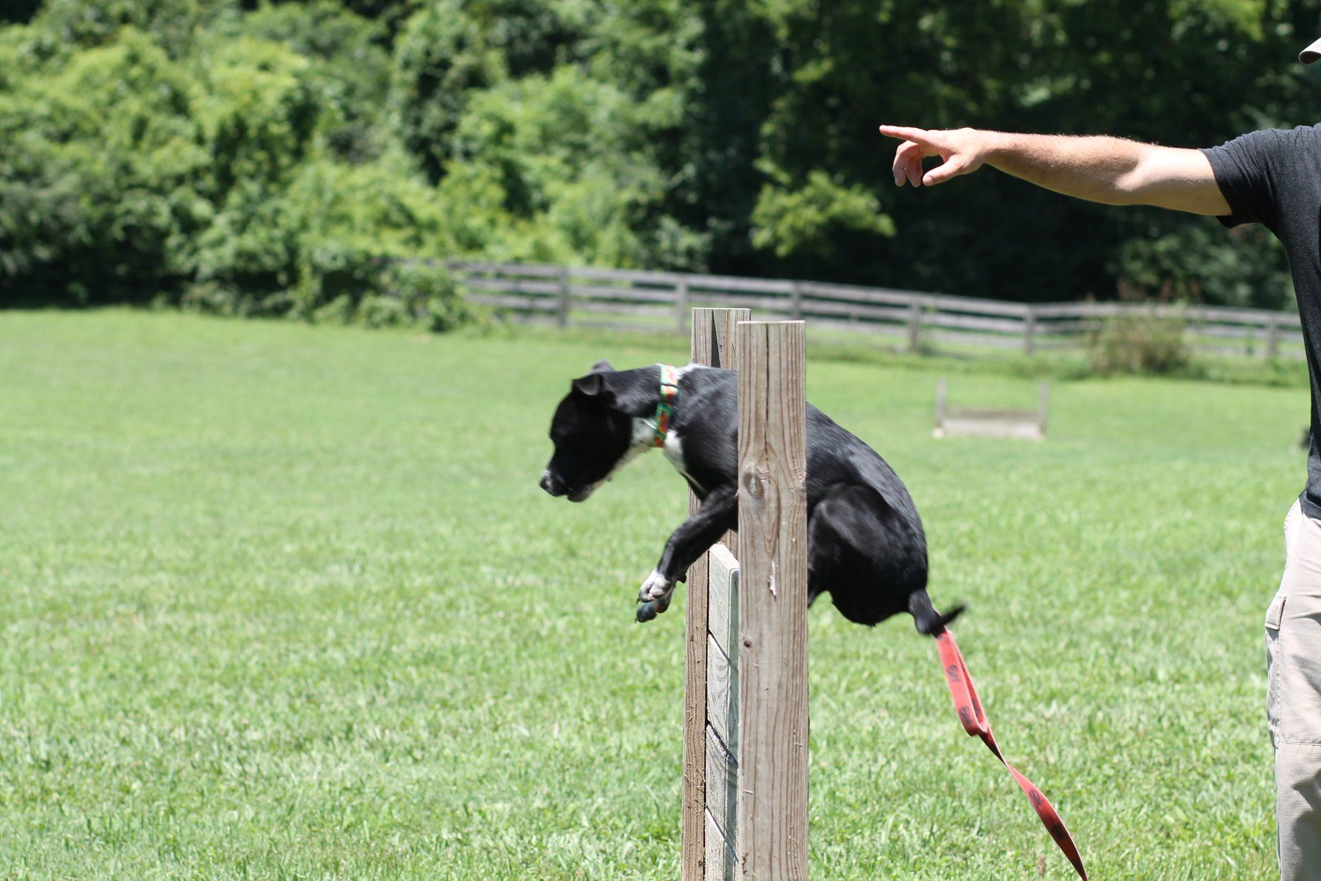 Black dog jumping over a wooden post in a grassy field, with a person pointing nearby.