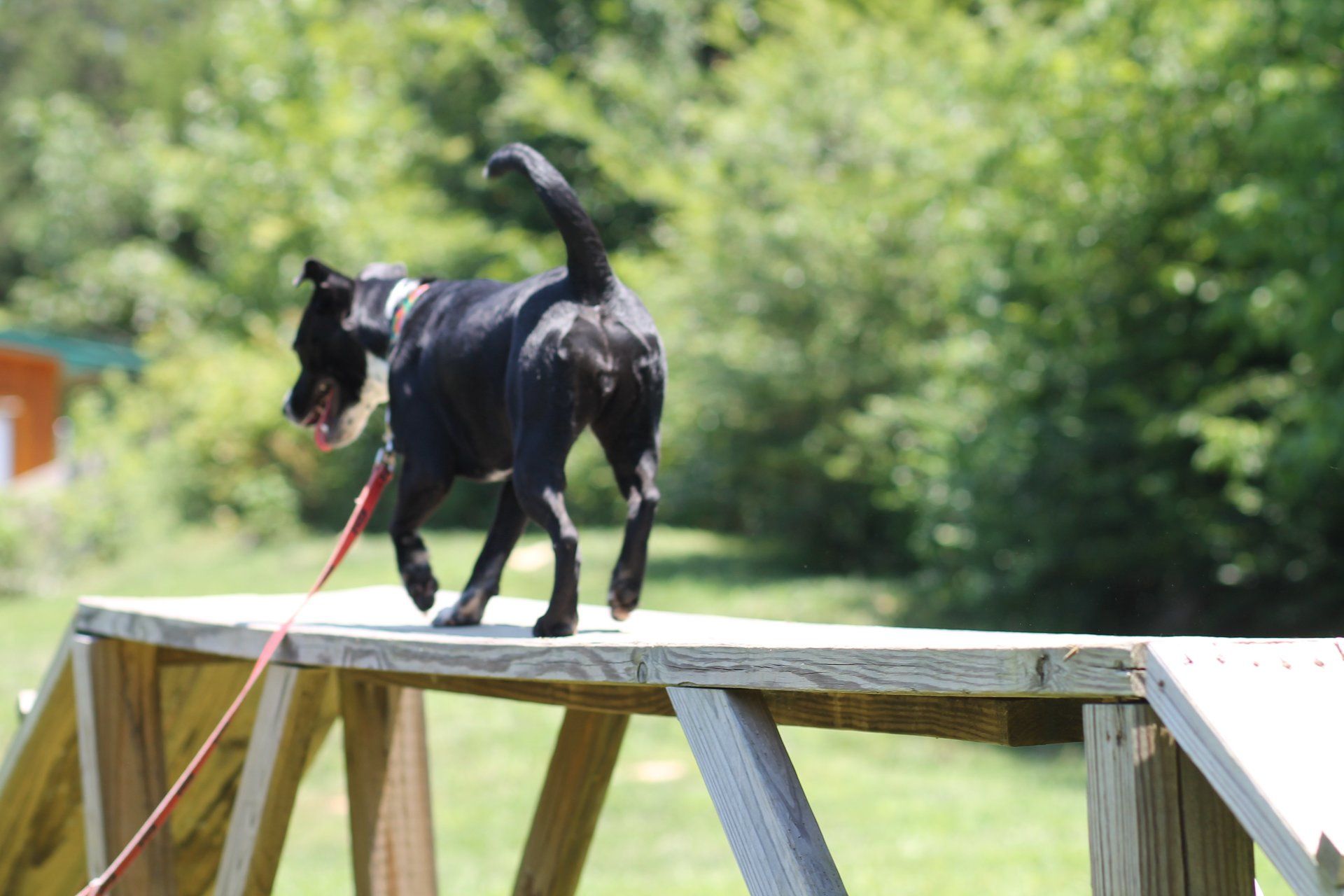 Black dog walking on a wooden platform outdoors, on a red leash, with green trees in the background