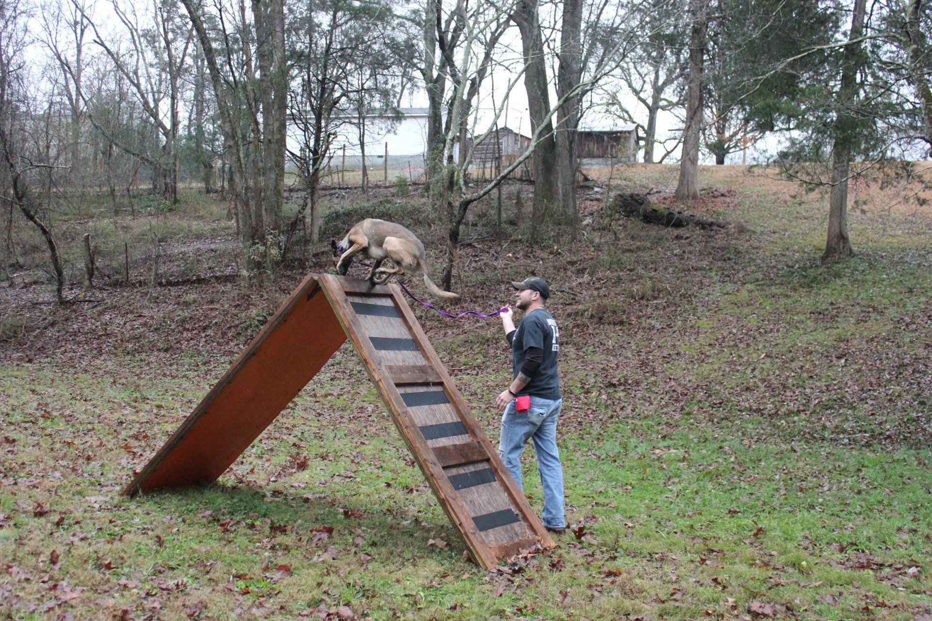 Dog on an A-frame agility ramp while a person stands nearby in a grassy park.