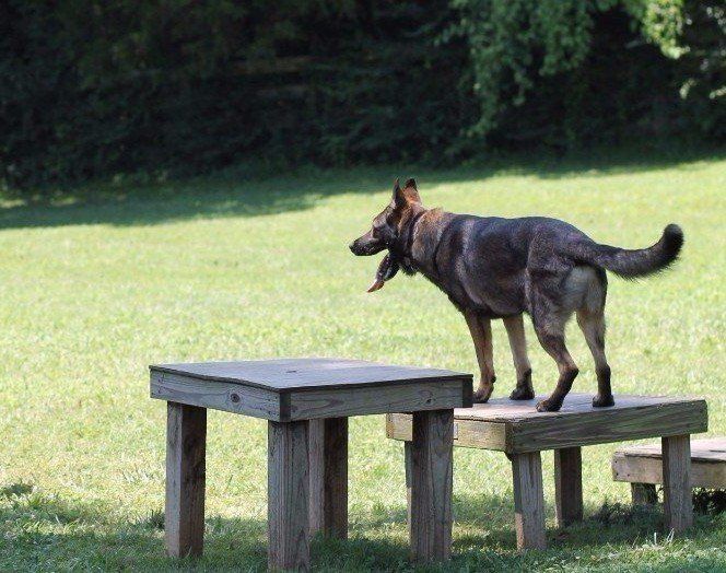 German shepherd standing on a bench beside a picnic table in a grassy yard