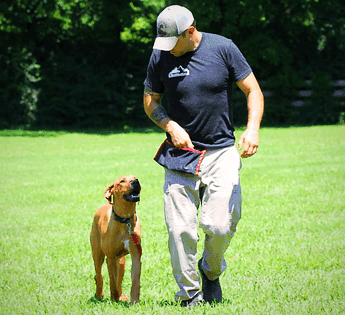 Man walking a brown dog on a leash across a sunny green field