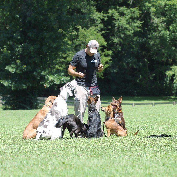 Trainer with six dogs sitting on grass in a sunny park