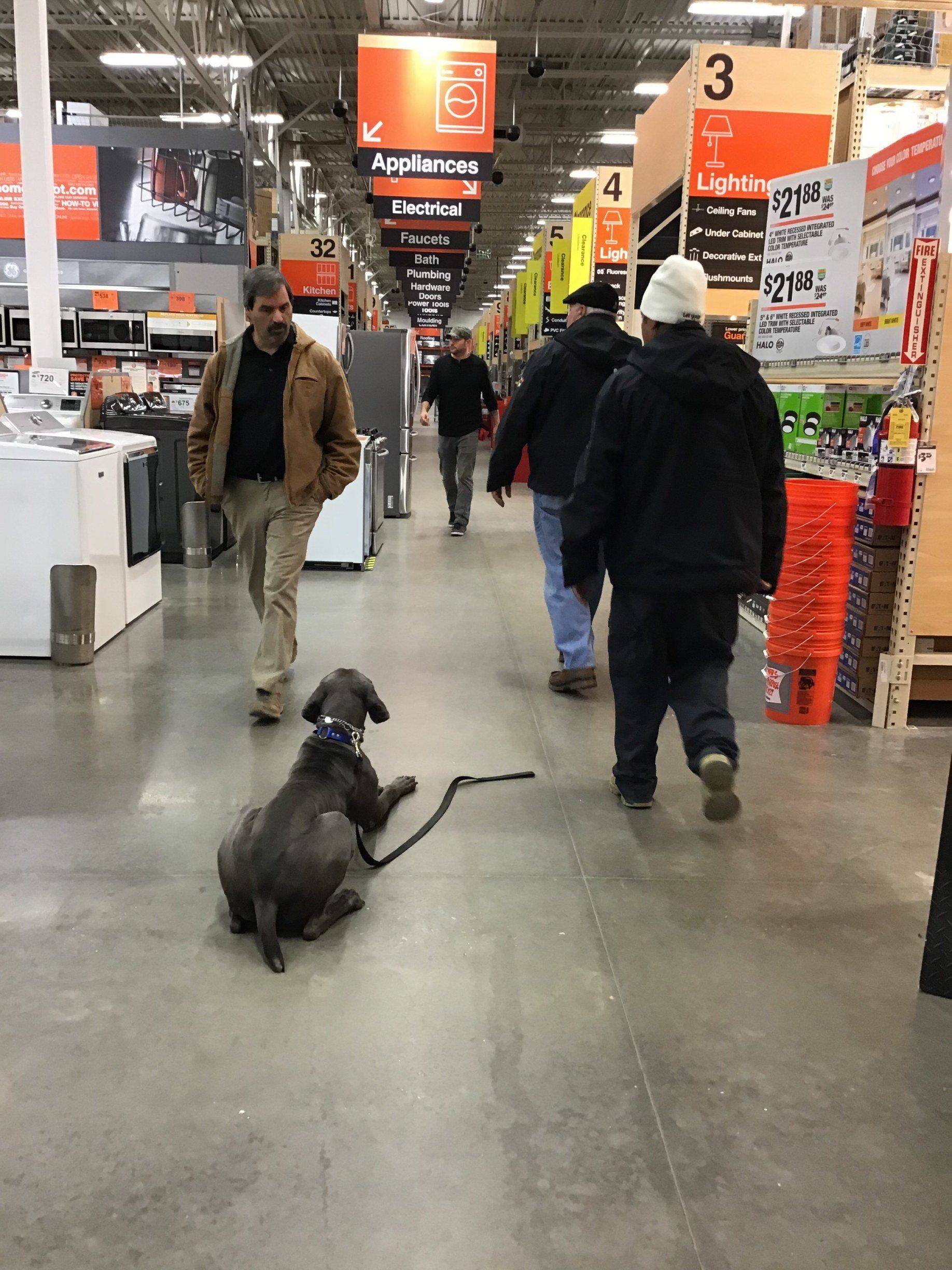 Black dog sitting on a leash in a store aisle, with shoppers walking nearby.