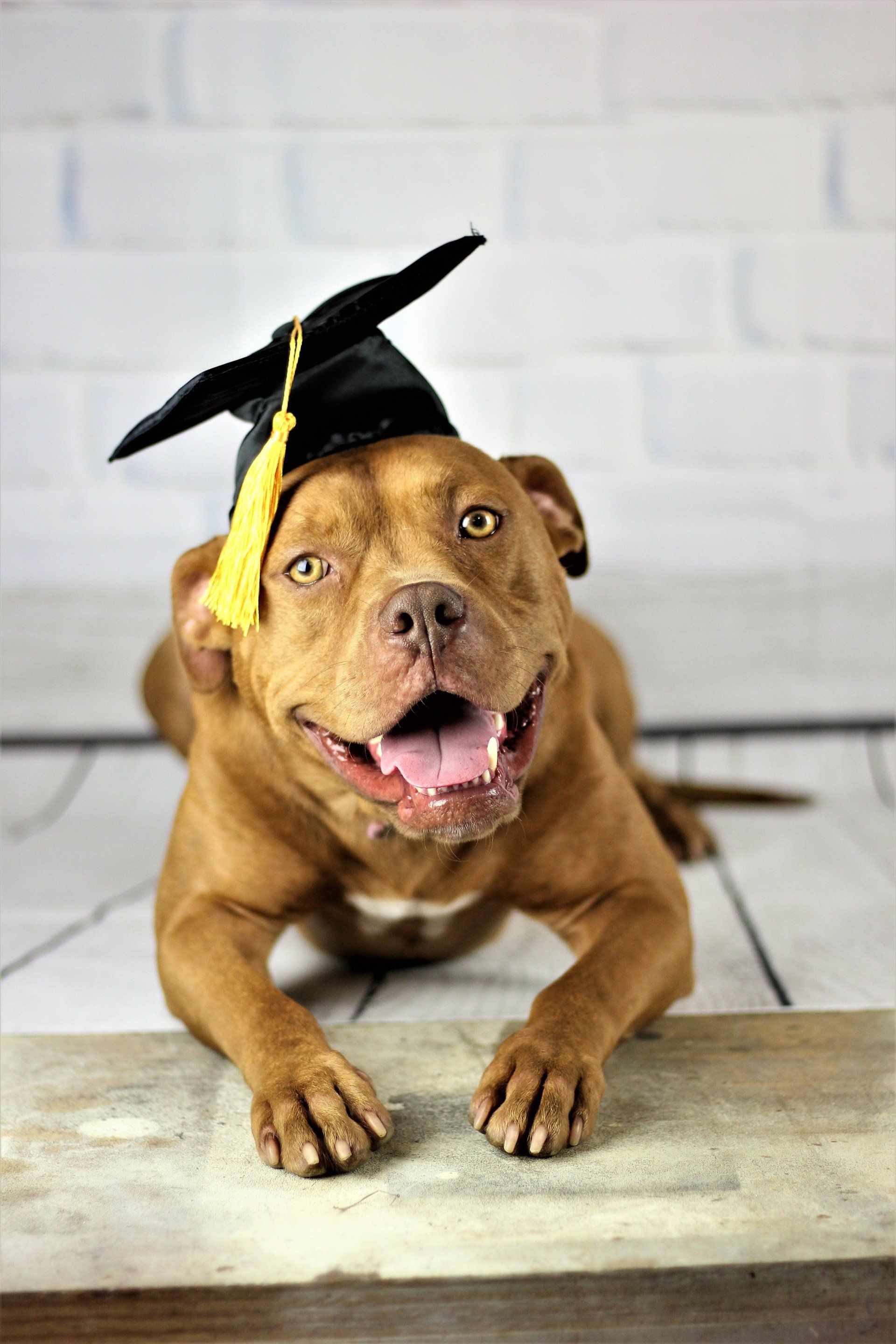 Brown dog wearing a graduation cap, lying on a wooden floor and looking at the camera