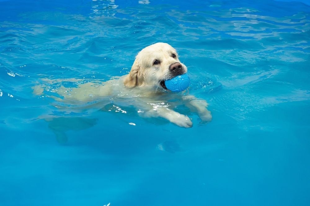 A Dog Is Swimming In a Pool With a Blue Ball In Its Mouth — Pool Equipment Installation in Kewarra Beach QLD