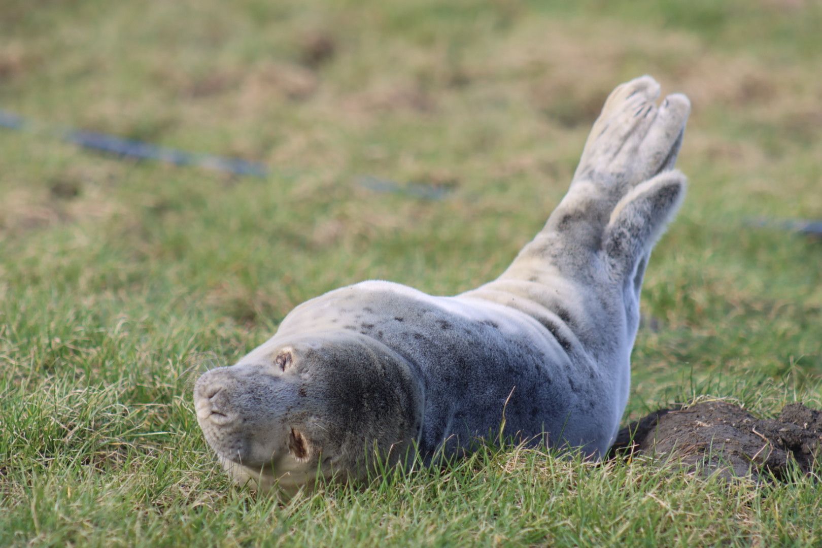 Nieuwsgierige zeehond