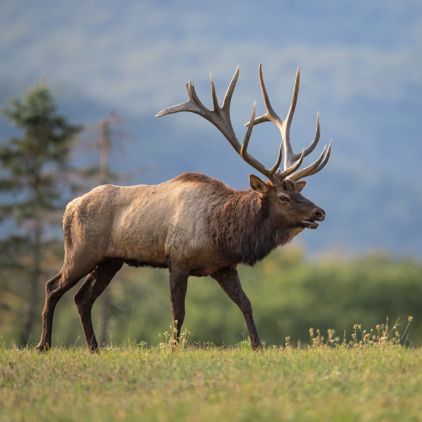 Bull elk with large antlers walking in a grassy meadow with a mountain backdrop.